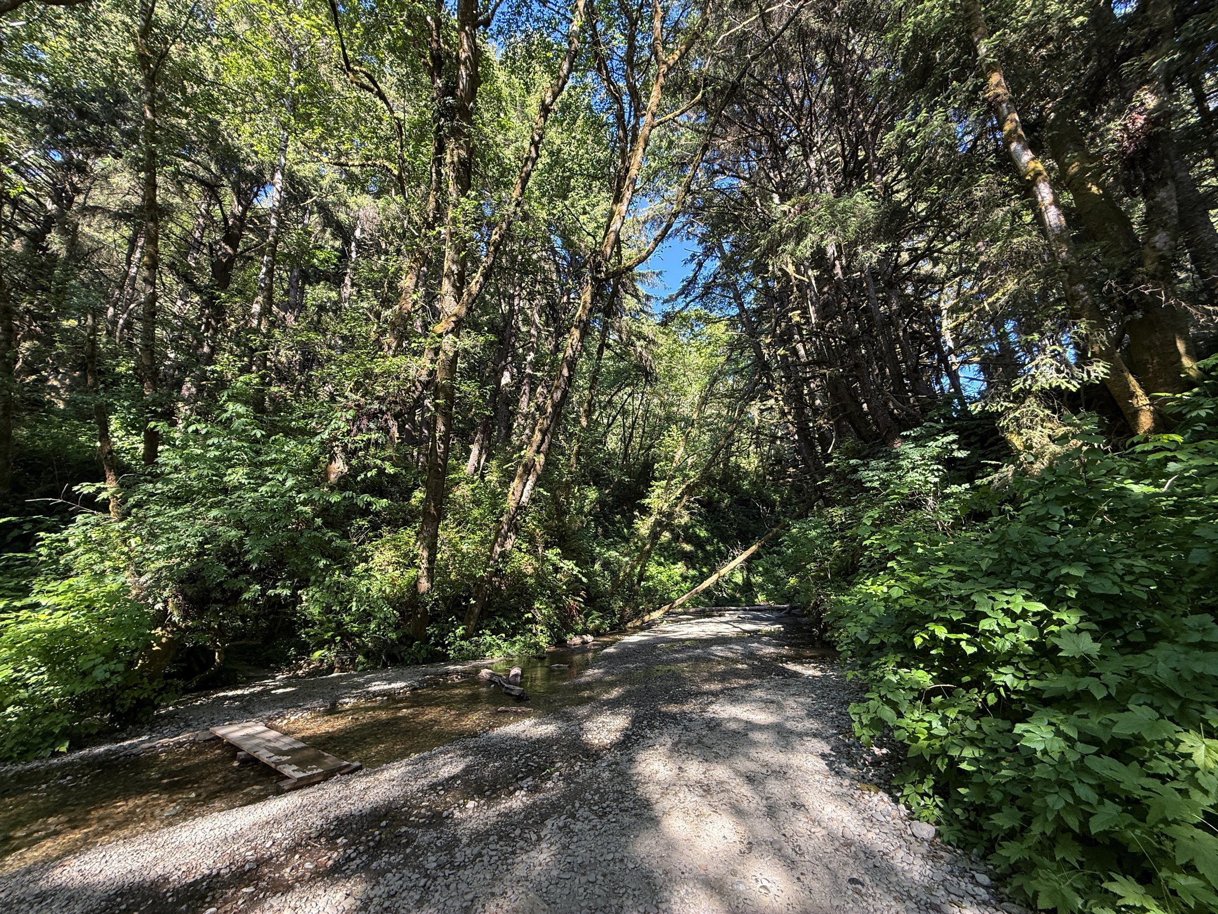 Fern Canyon Loop Trail Prairie Creek Redwoods State Park California