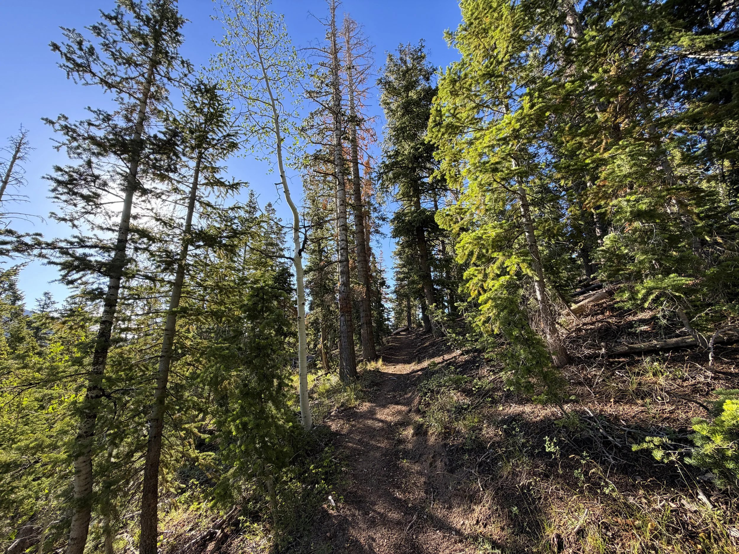 Snake Creek Overlook Loop Trail Great Basin National Park Nevada