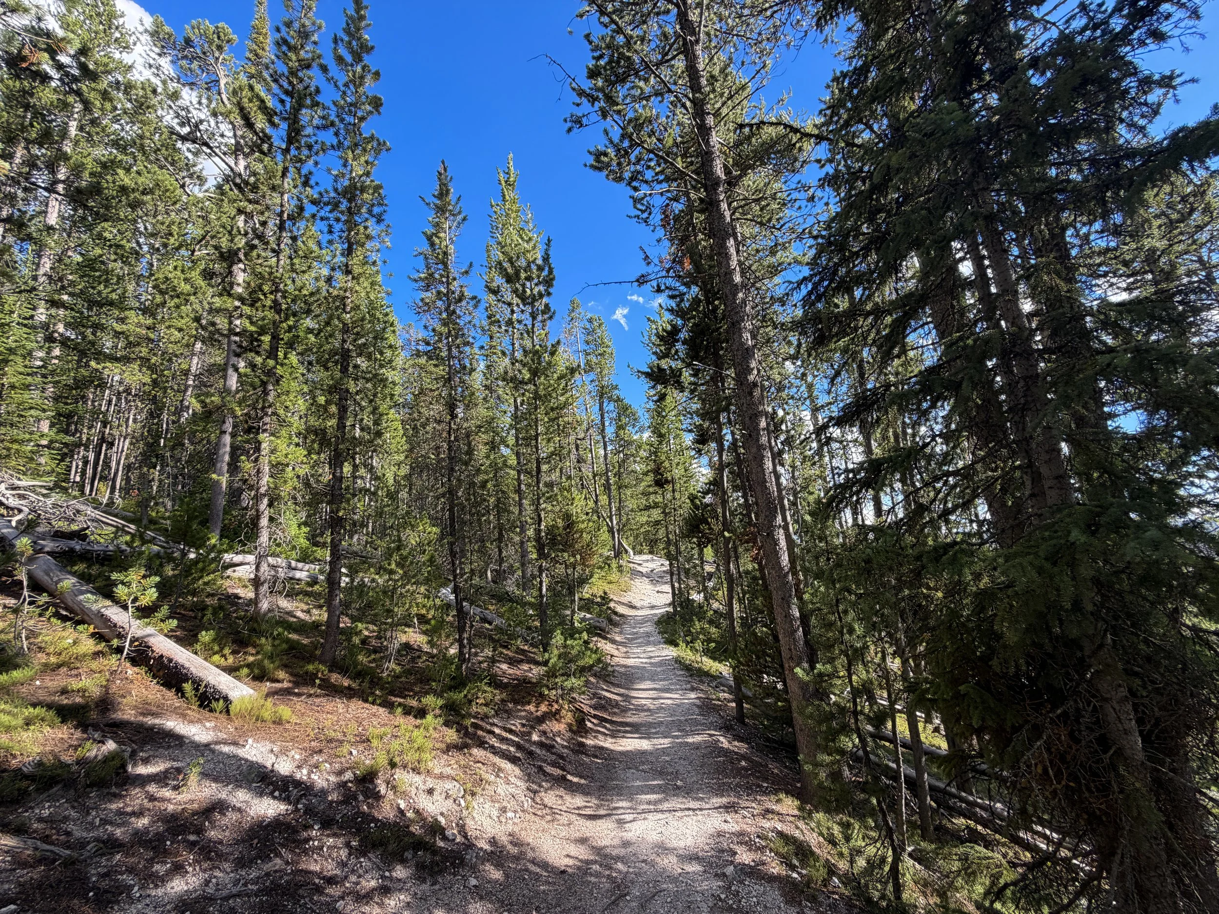 North Rim Trail Yellowstone National Park Wyoming