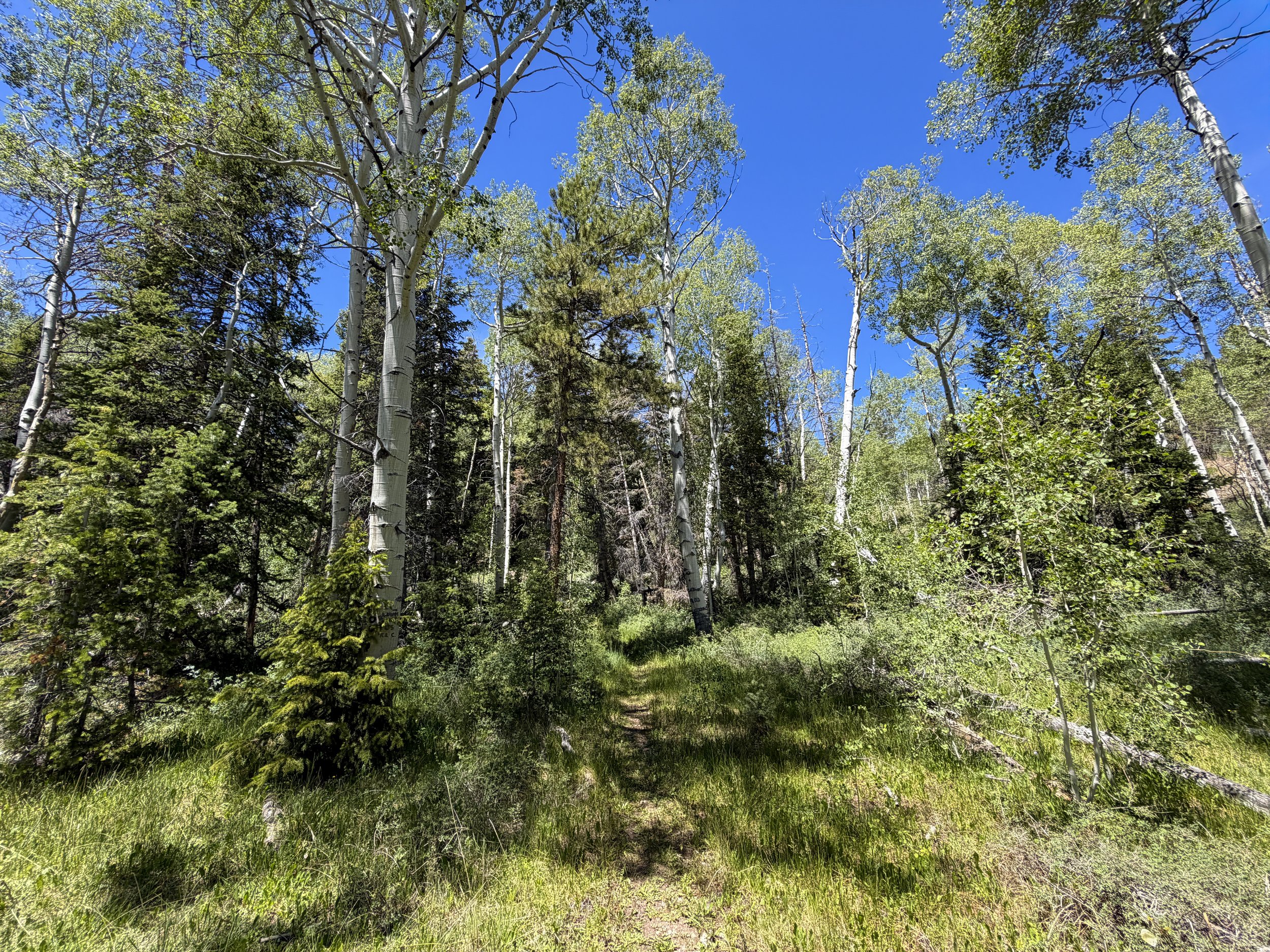 Dead Lake Trail Great Basin National Park Nevada