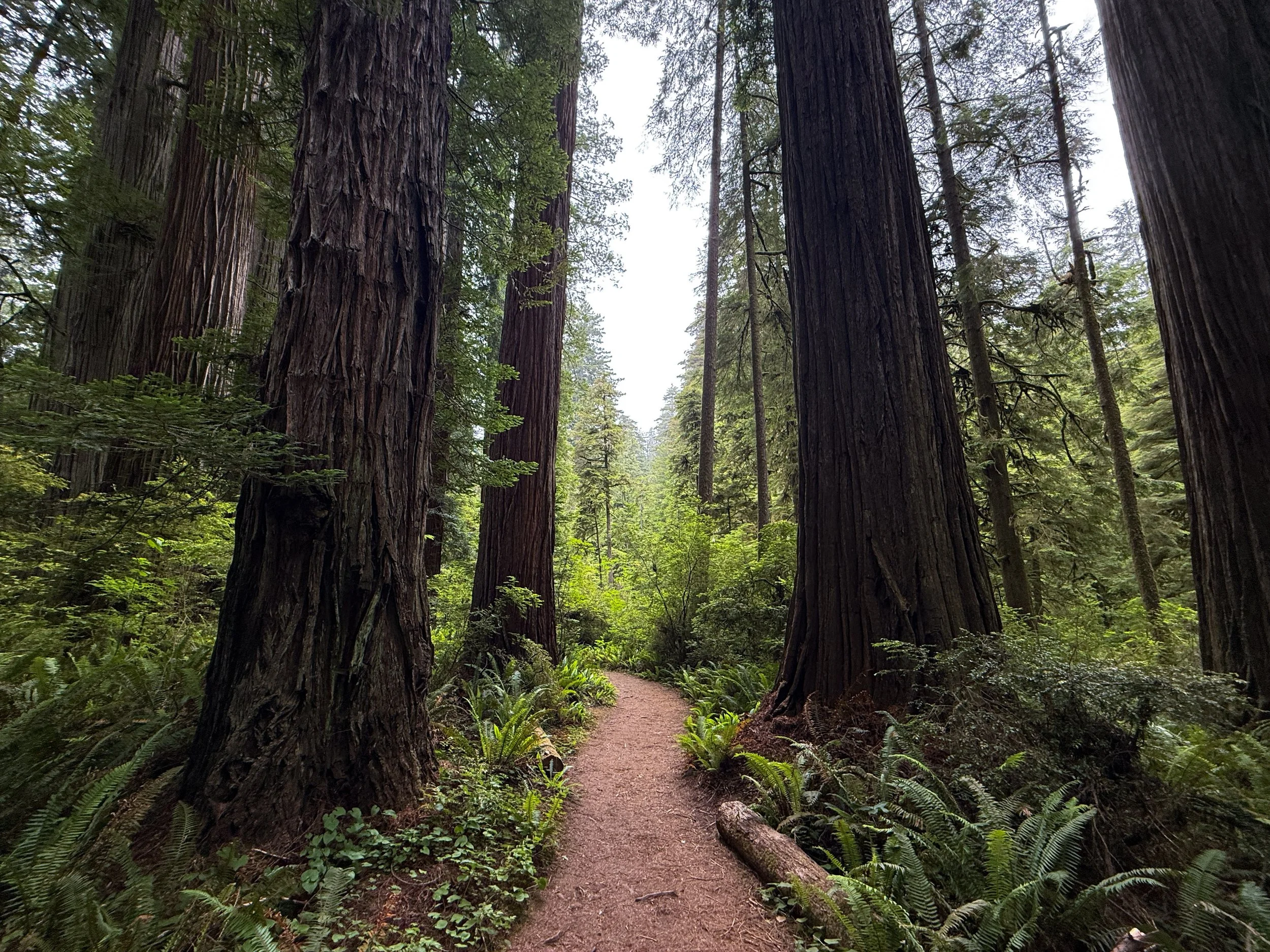 Boy Scout Tree Hike Jedediah Smith Redwoods State Park California