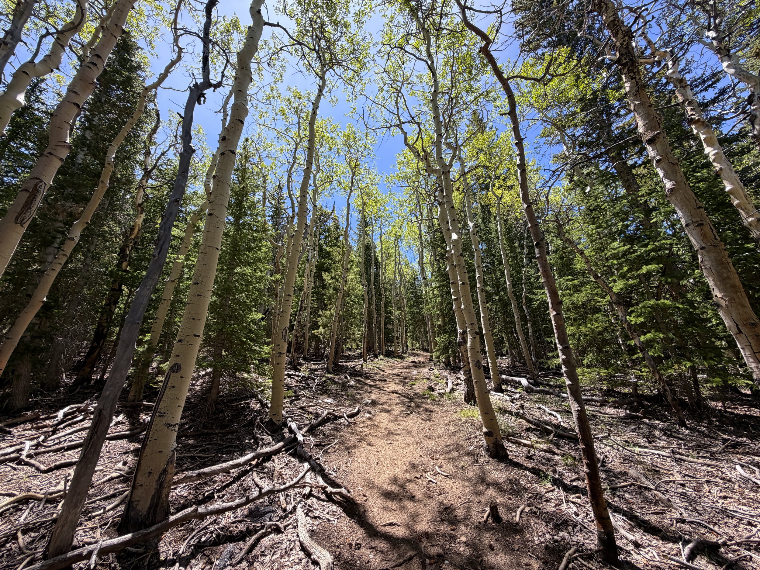 Timber Creek Loop Trail Great Basin National Park Nevada