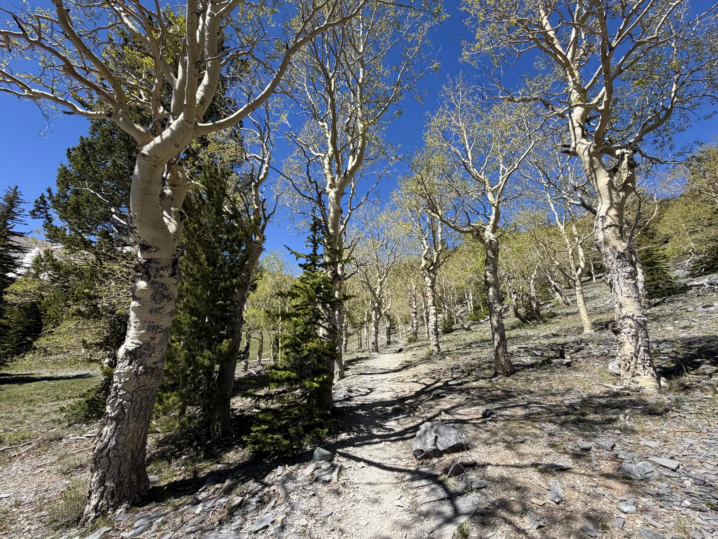 Wheeler Peak Trail Great Basin National Park Nevada