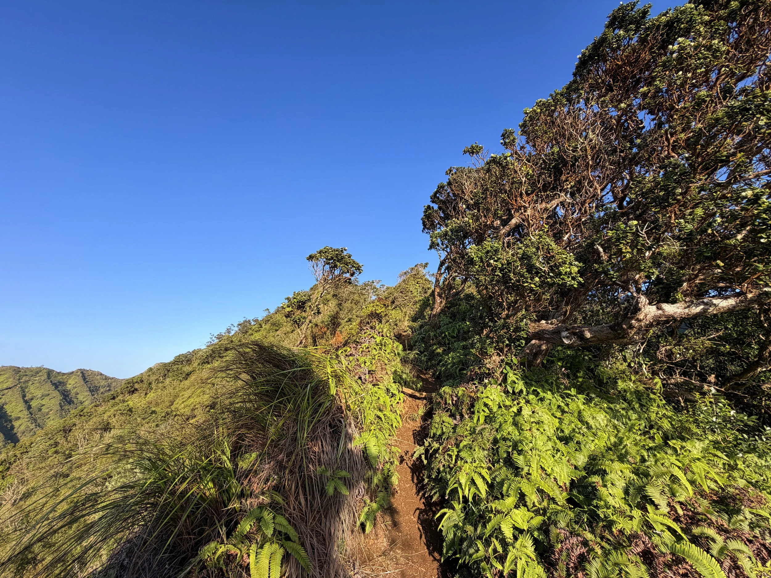 Moanalua Middle Ridge Hike Oahu Hawaii