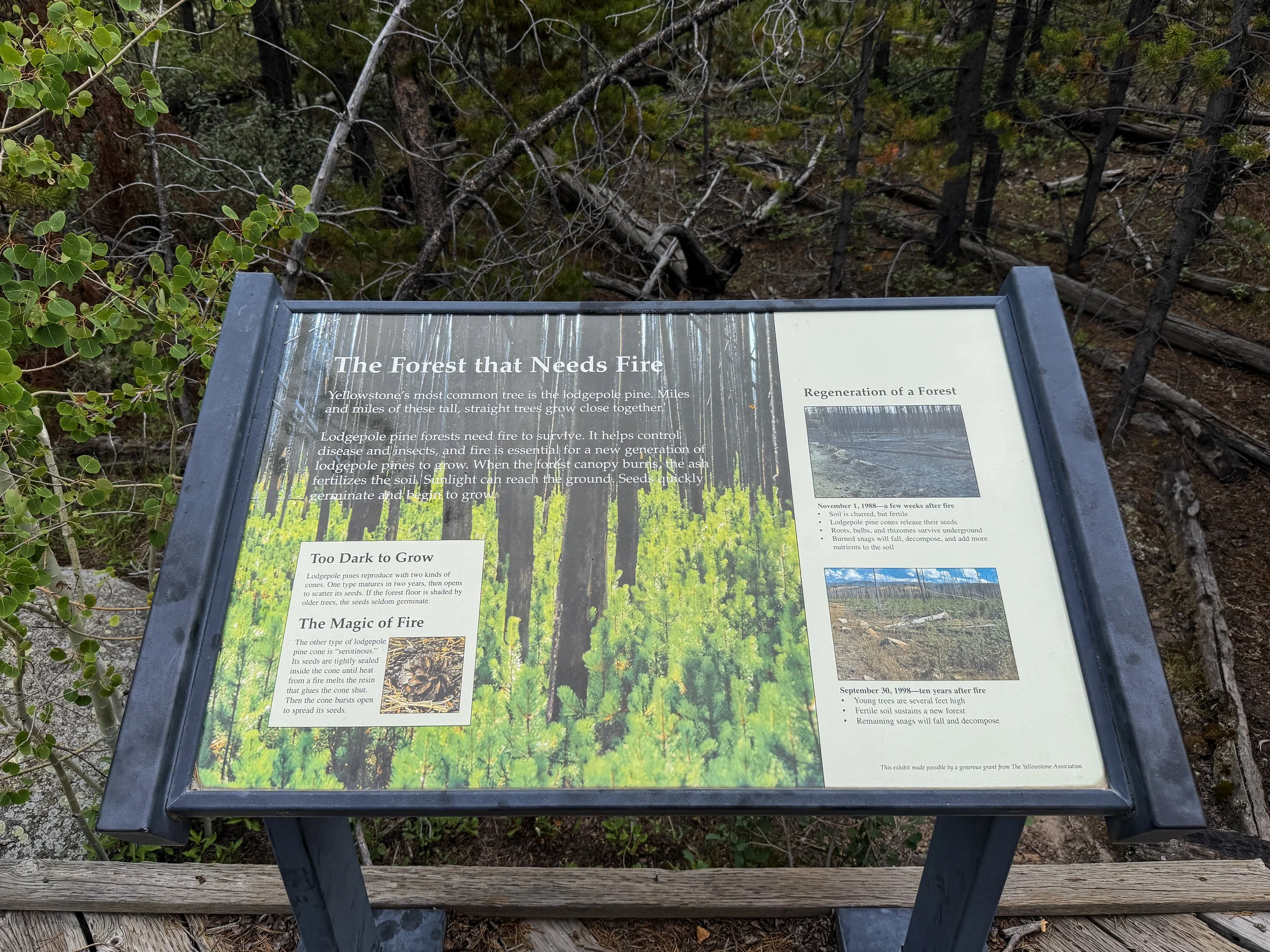 Forces of the Northern Range Trail Yellowstone National Park Wyoming