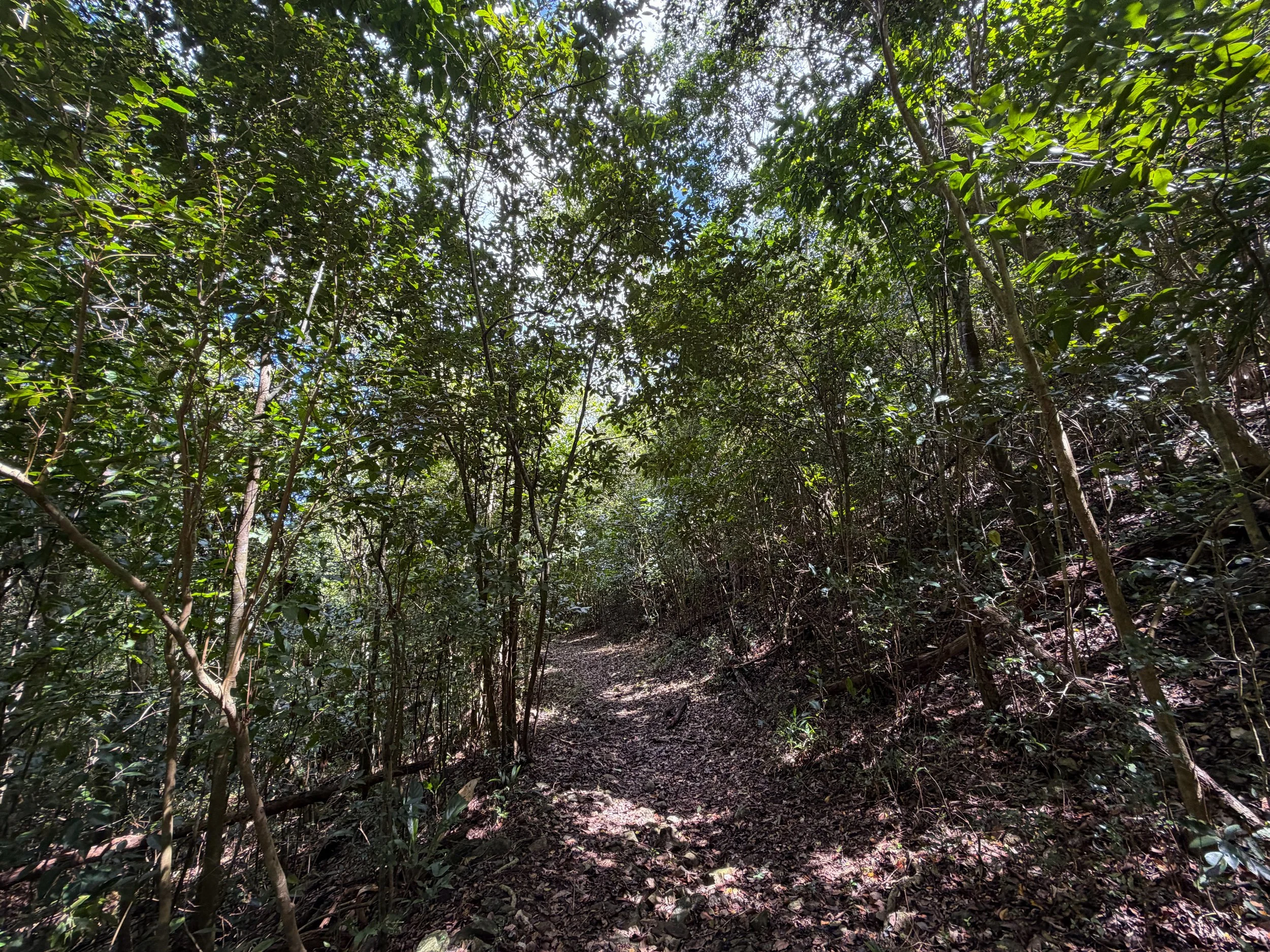 Water Catchment Hike Virgin Islands National Park