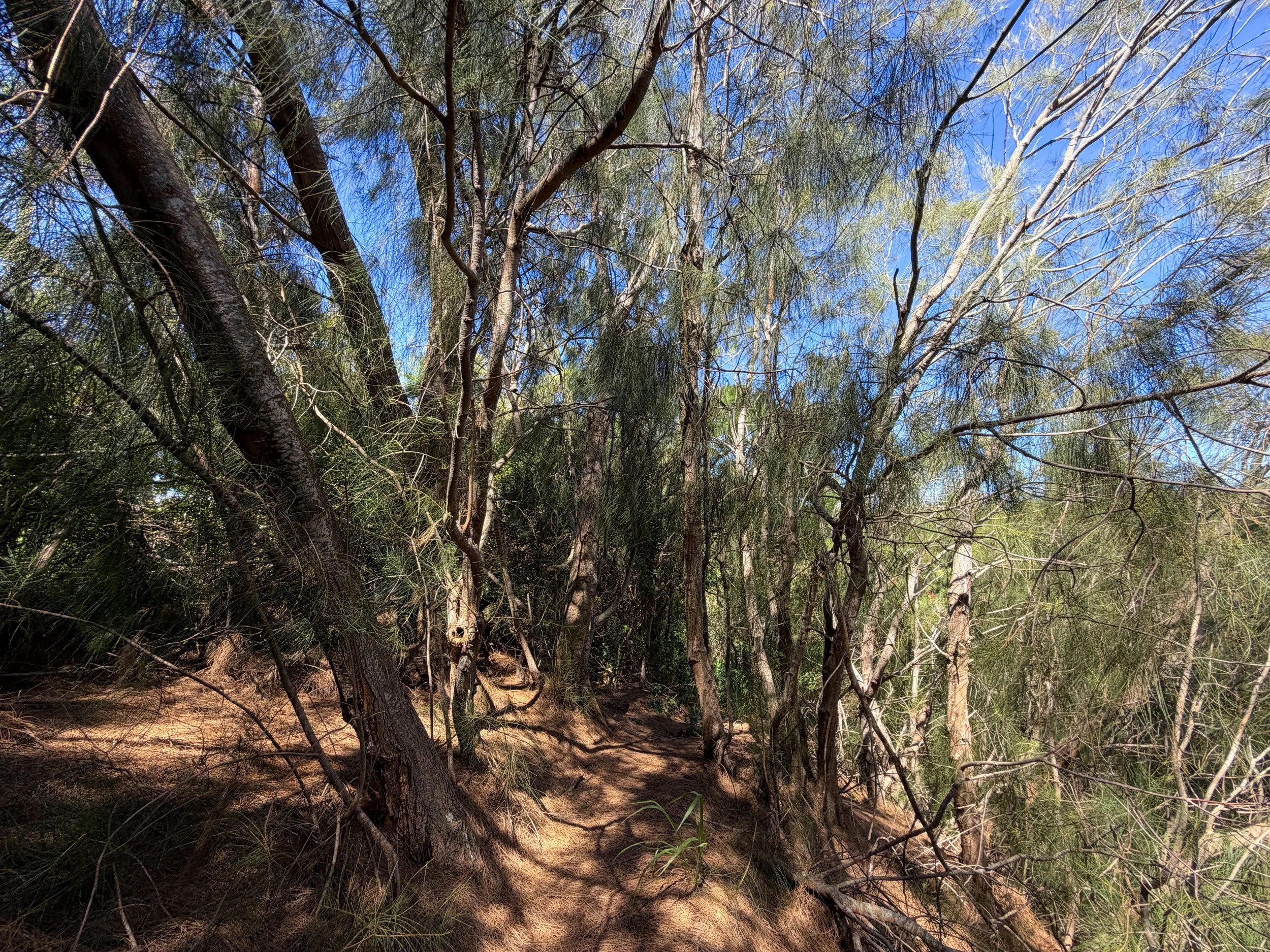 Kuaokala Trail Oahu Hawaii