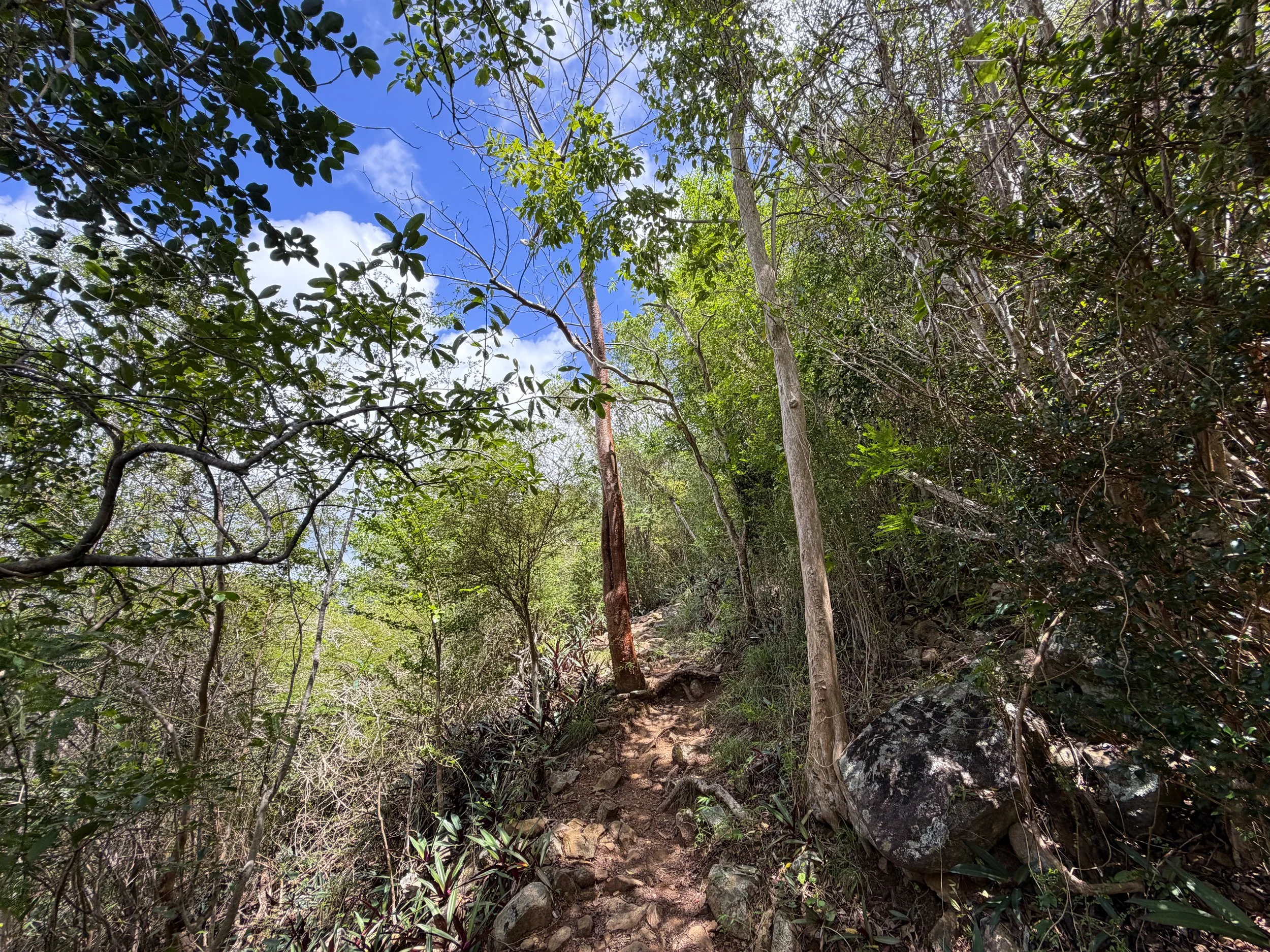 Caneel Hill Hike Virgin Islands National Park