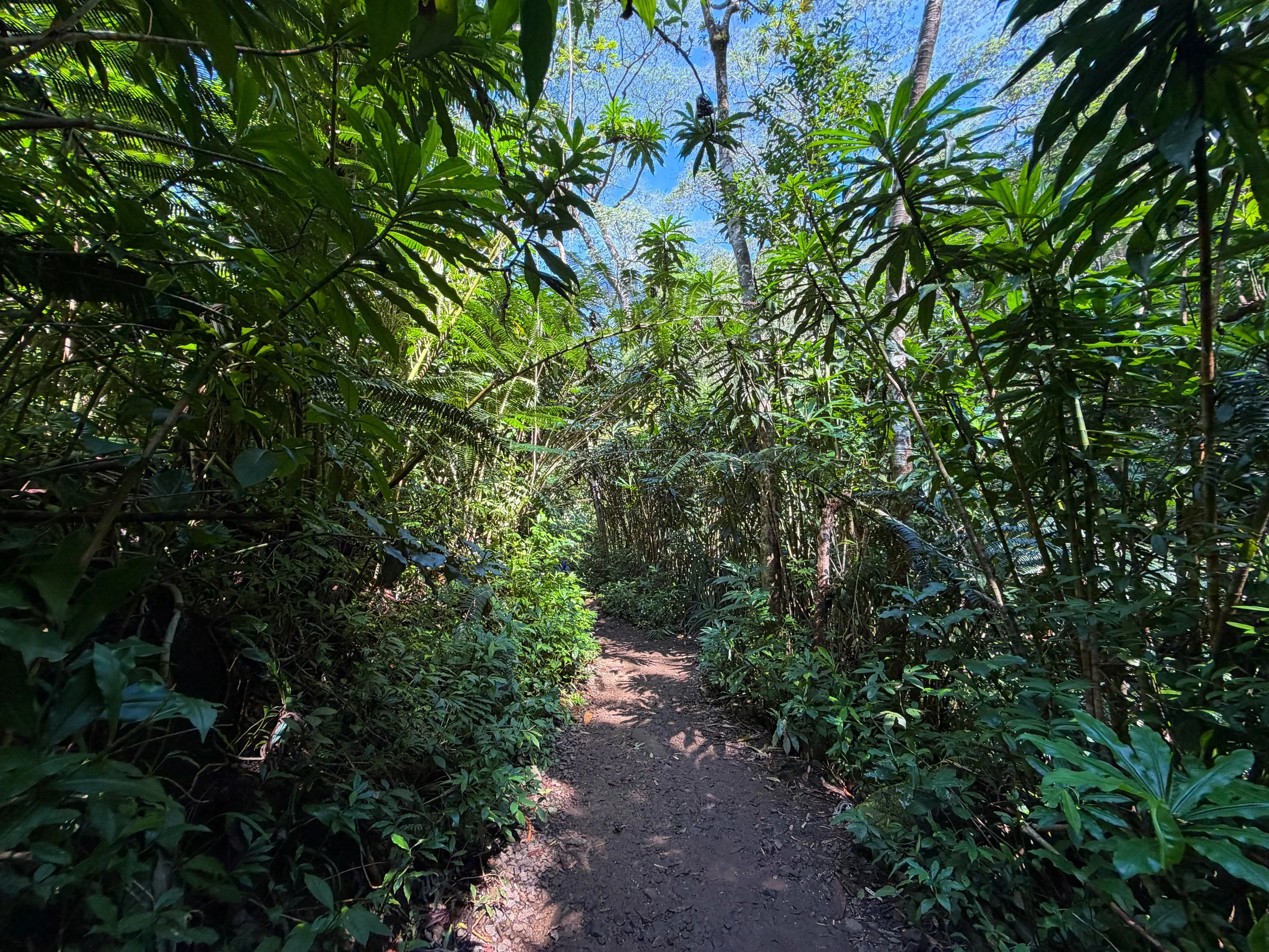 Manoa Falls Trail Oahu Hawaii