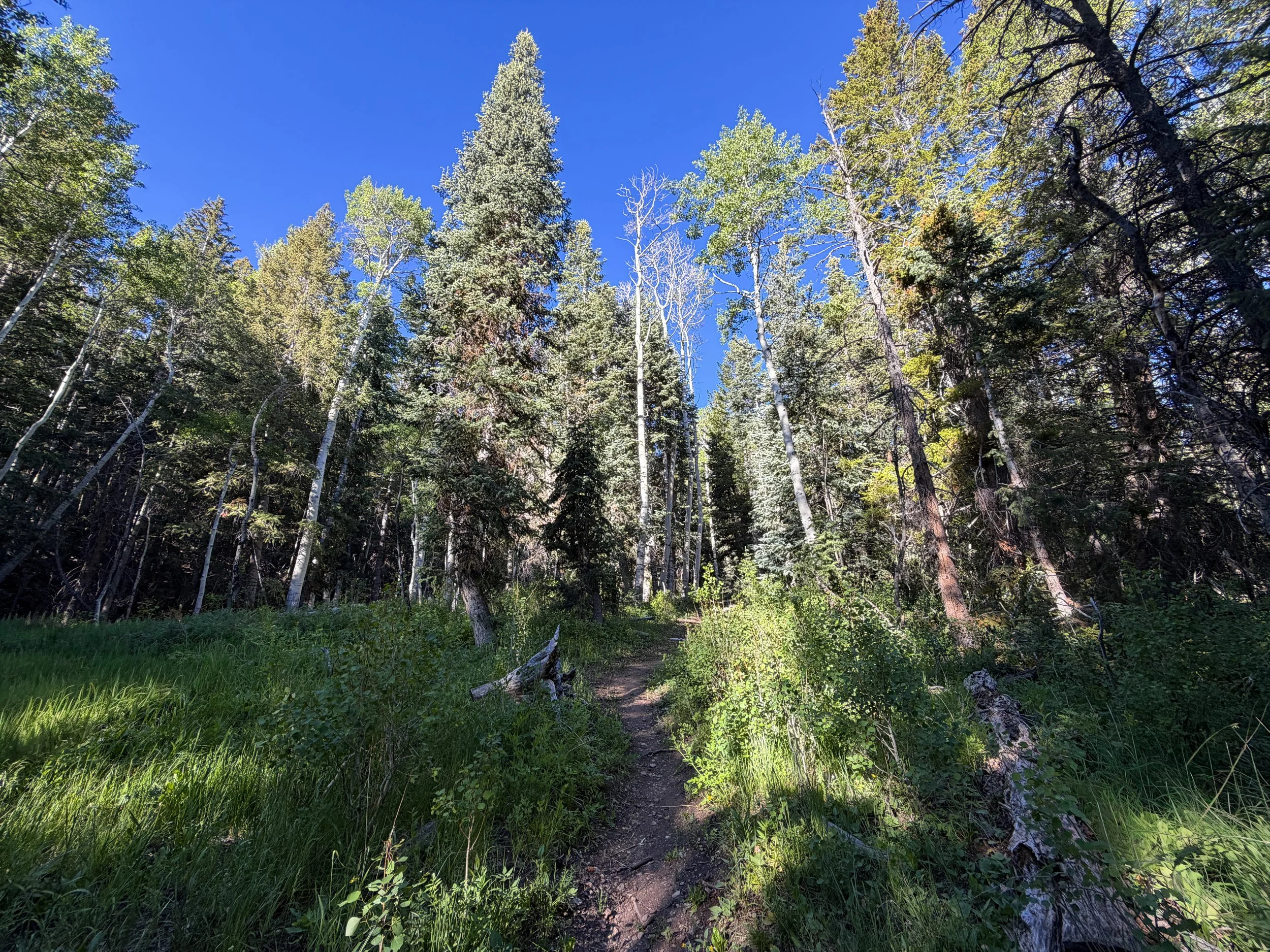 Upper Strawberry Creek Hike Great Basin National Park Nevada
