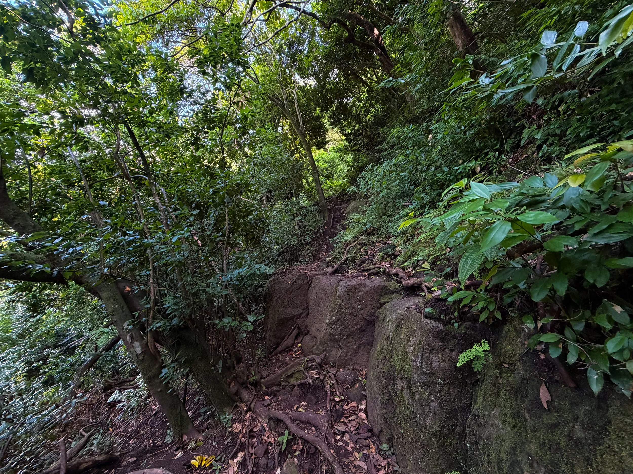 Nuuanu Trail to Tantalus Oahu Hawaii