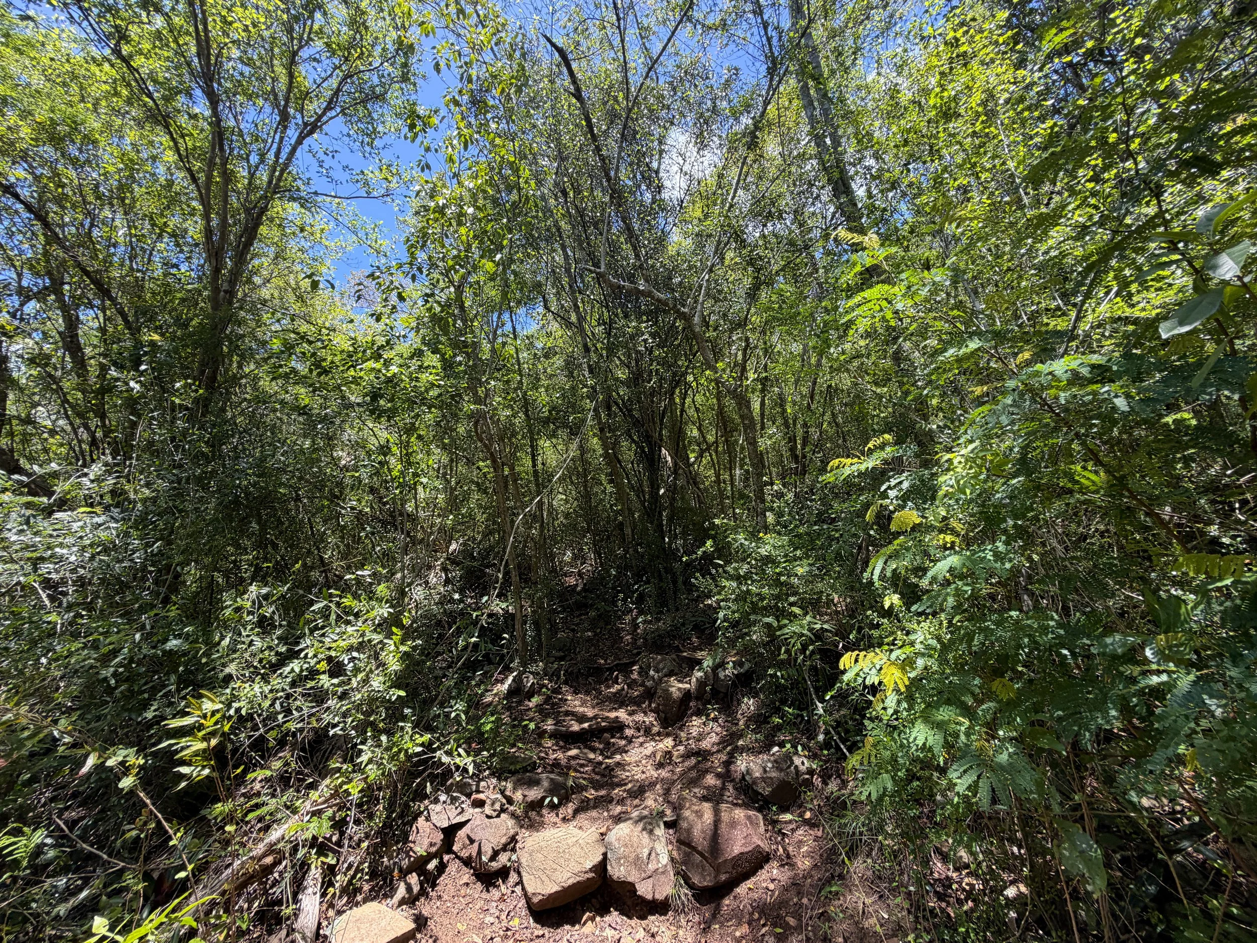 Caneel Hill Trail Virgin Islands National Park