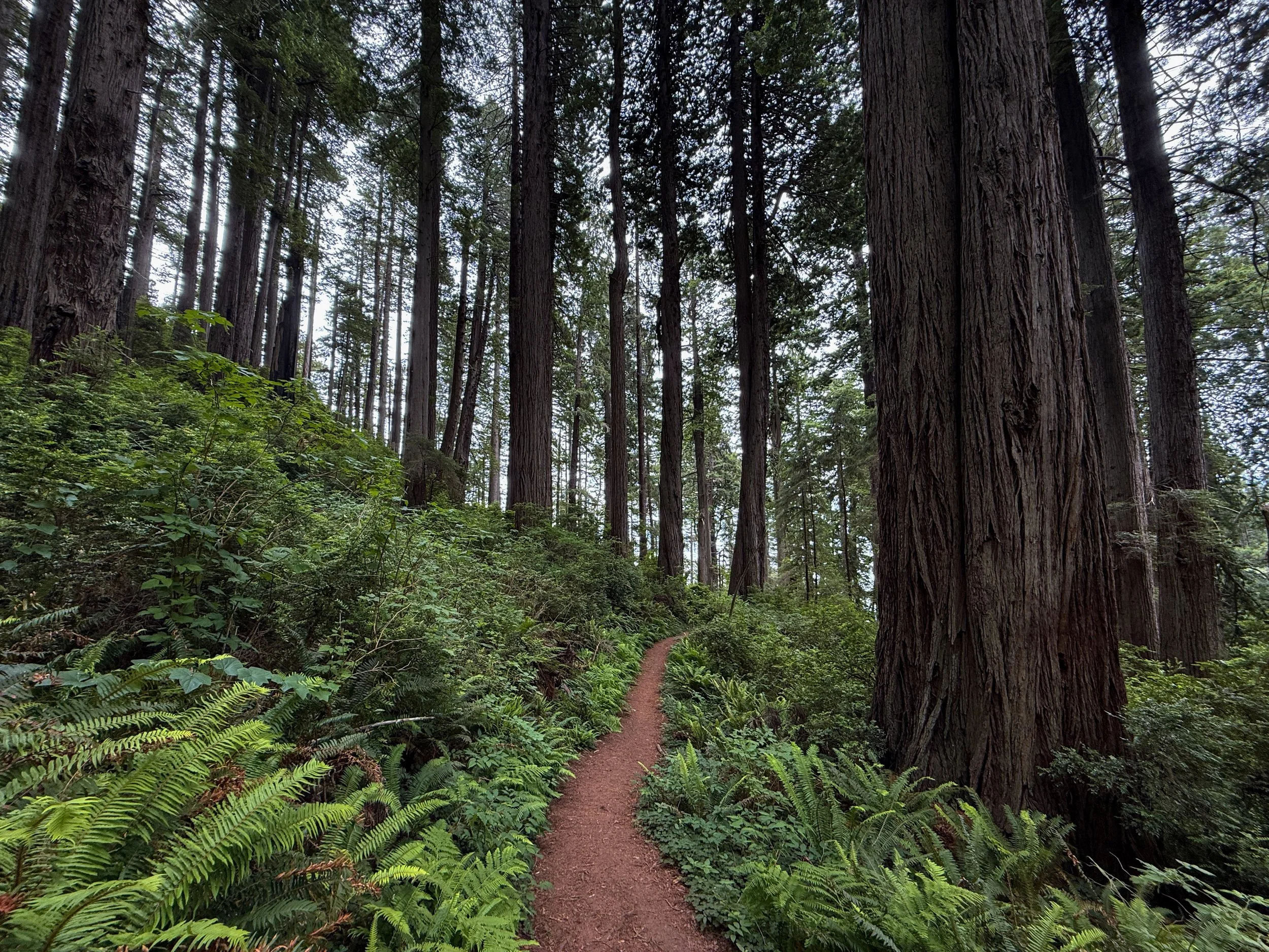 Damnation Creek Trail Del Norte Coast Redwoods State Park California