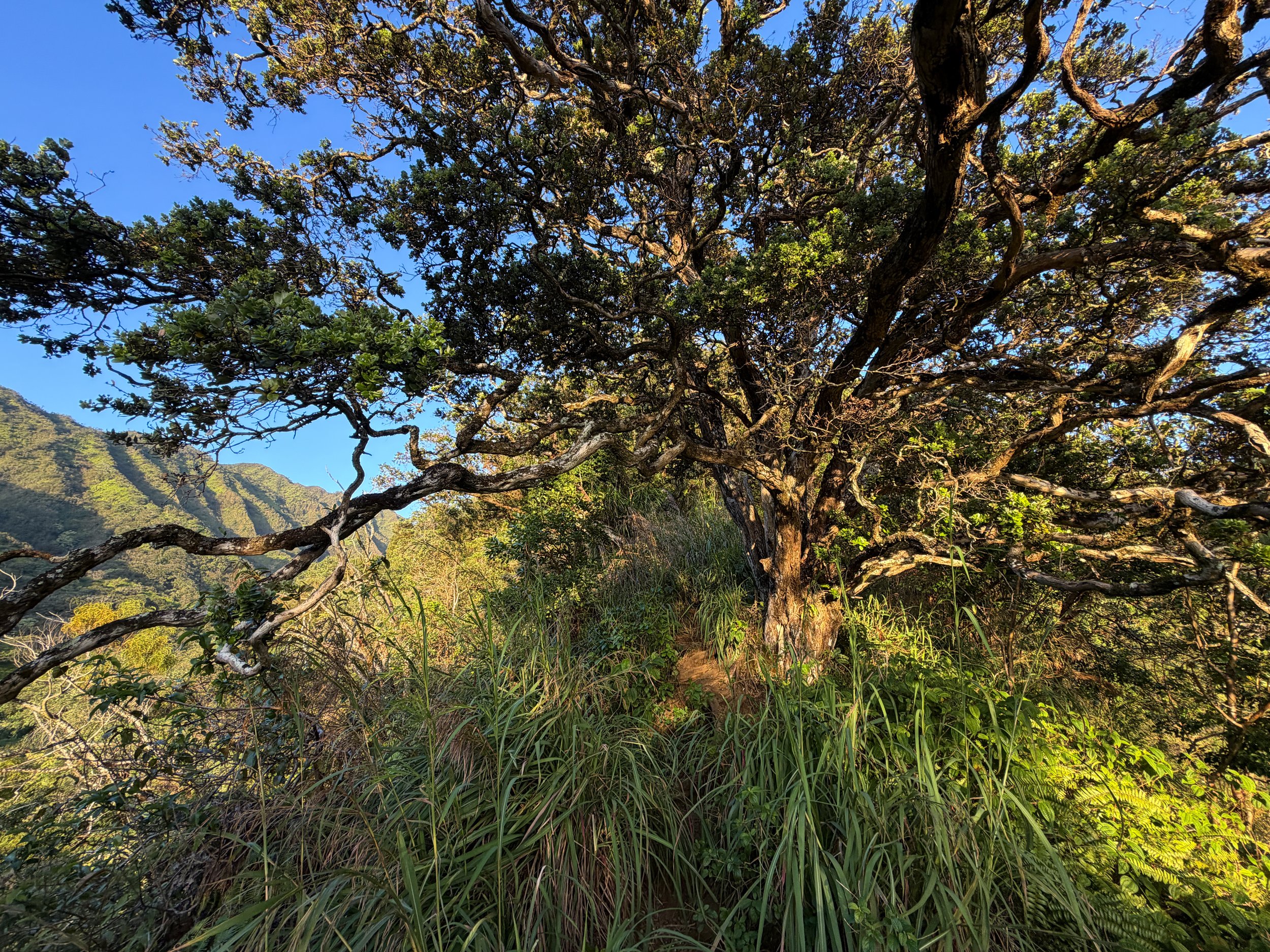 Moanalua Middle Ridge Trail to Stairway to Heaven Oahu Hawaii
