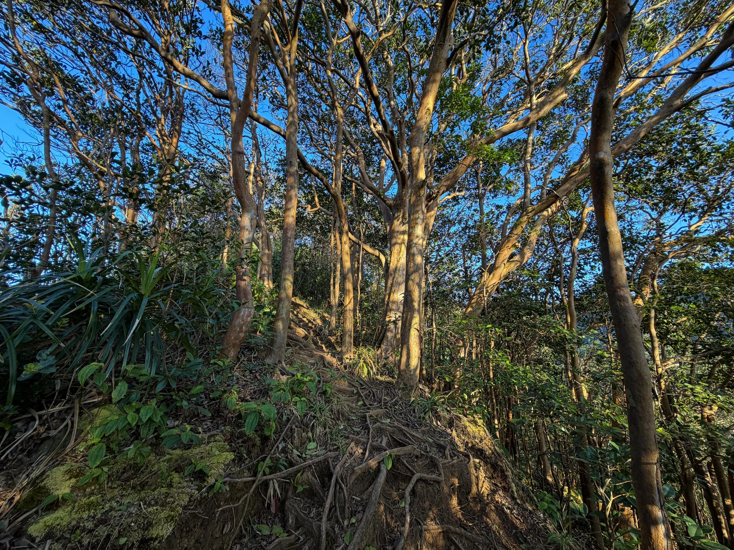 Moanalua Middle Ridge Trail Oahu Hawaii