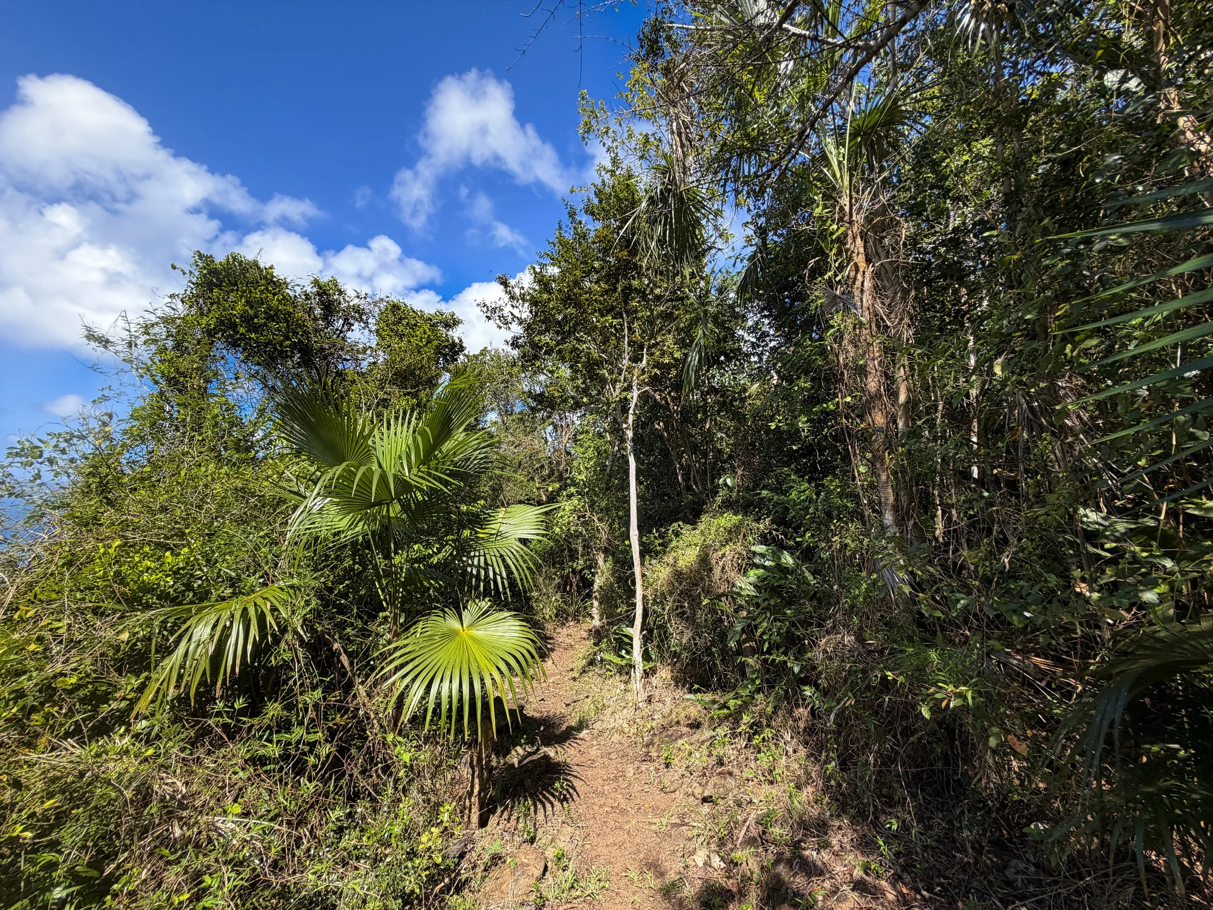 Caneel Hill Trail Virgin Islands National Park
