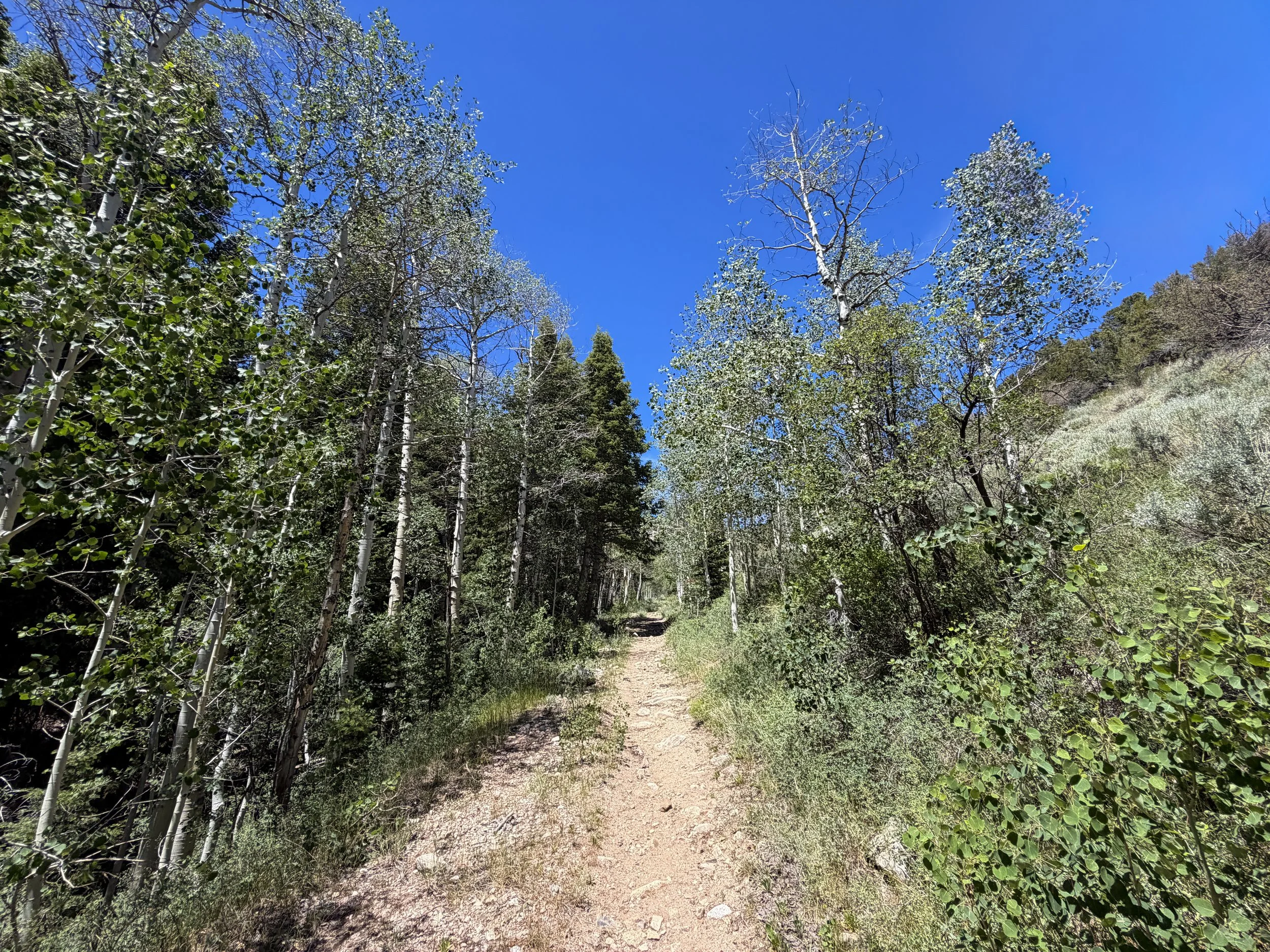 Dead Lake Trail Great Basin National Park Nevada