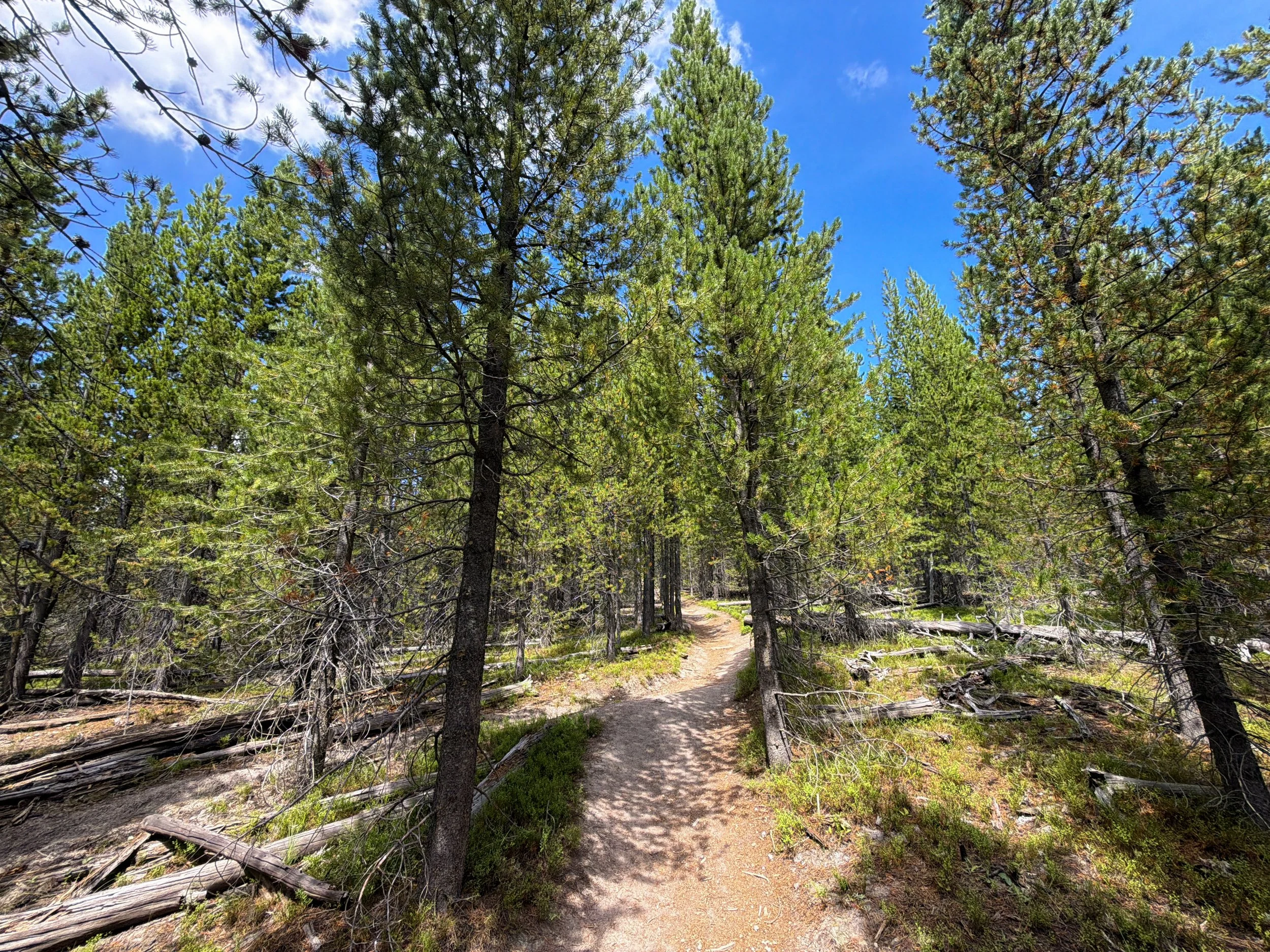 Duck Lake Trail Yellowstone National Park Wyoming