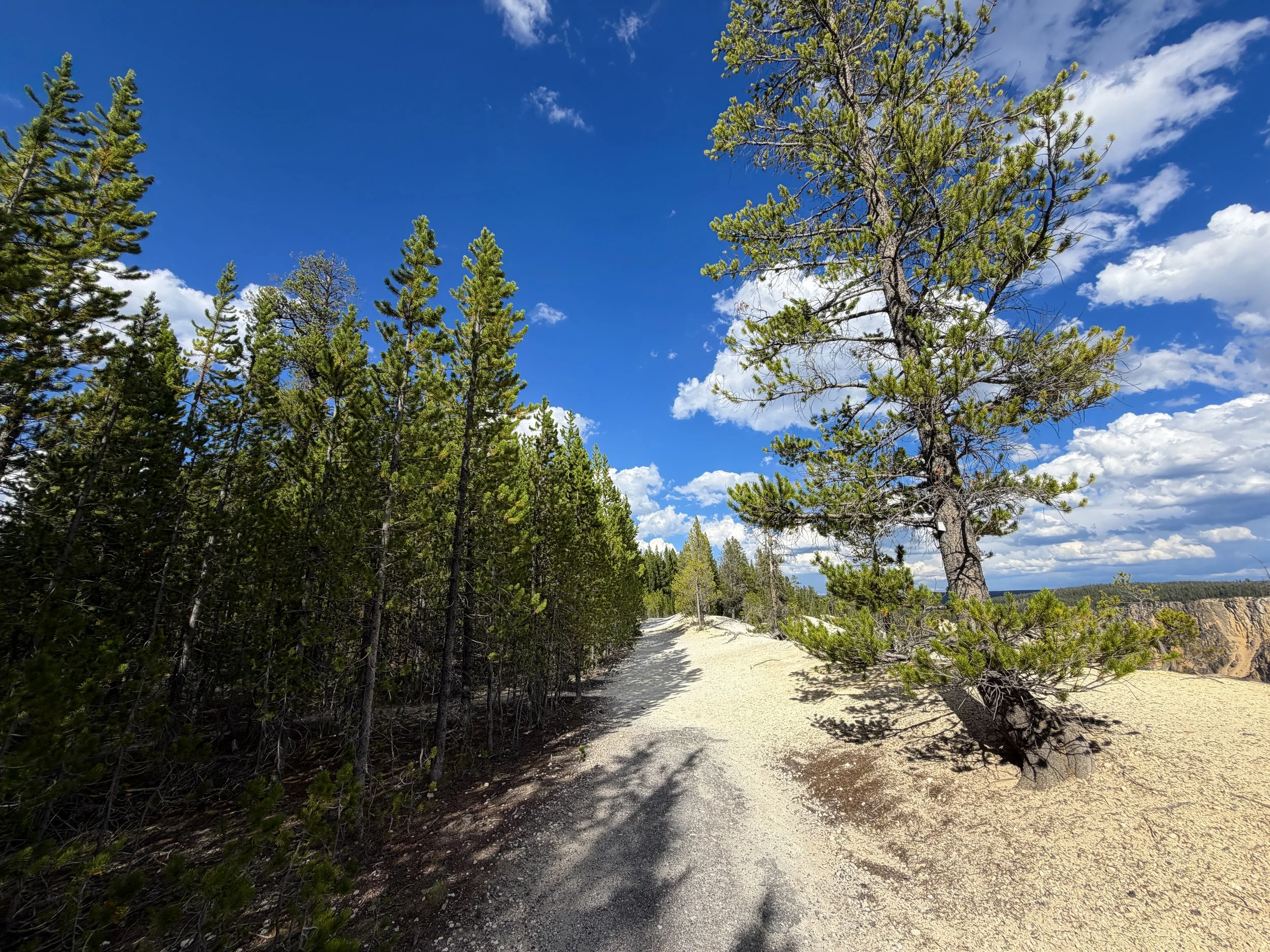 North Rim Trail Yellowstone National Park Wyoming