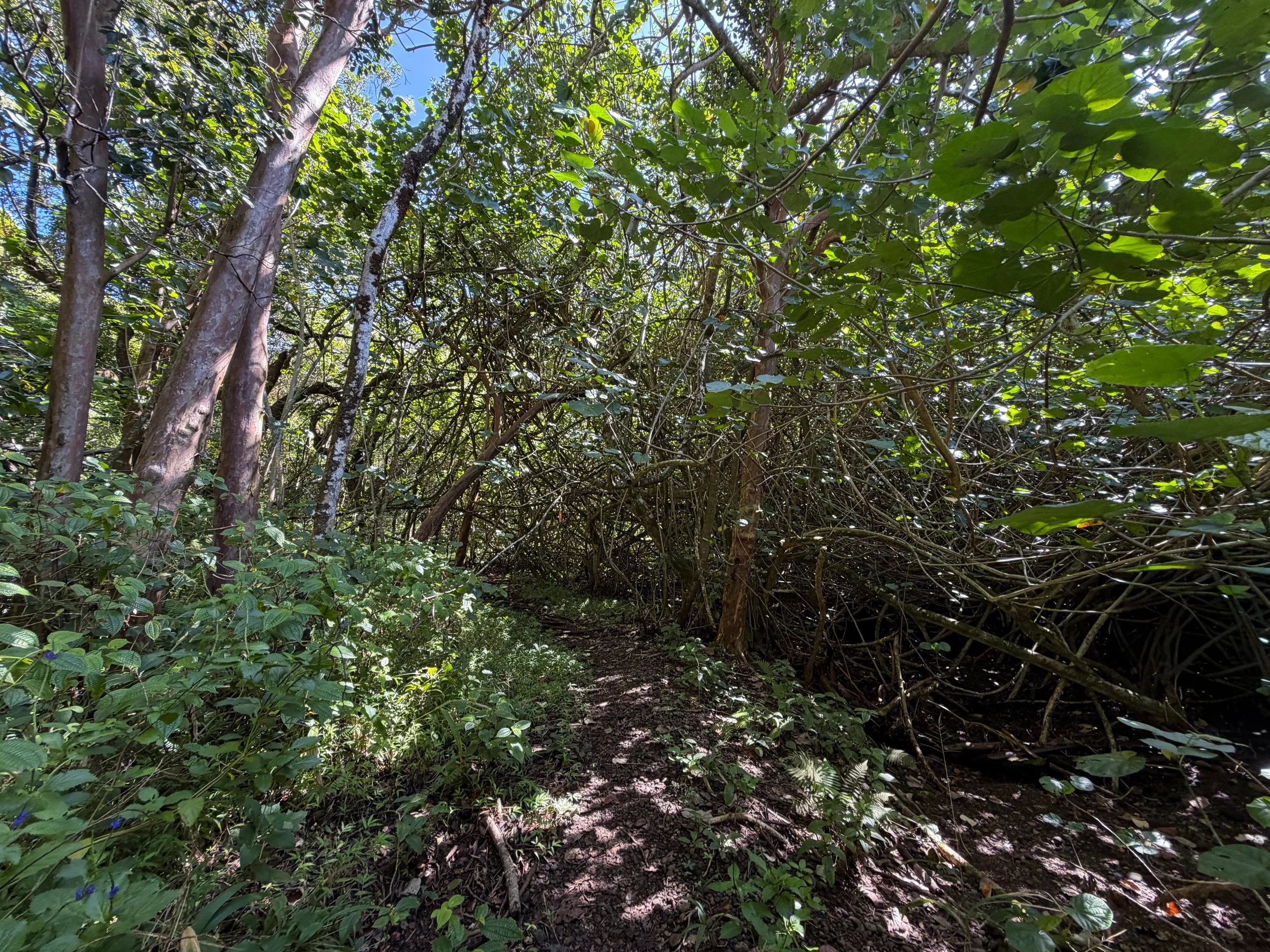 Kulanaahane Trail to Moanalua Saddle Oahu Hawaii