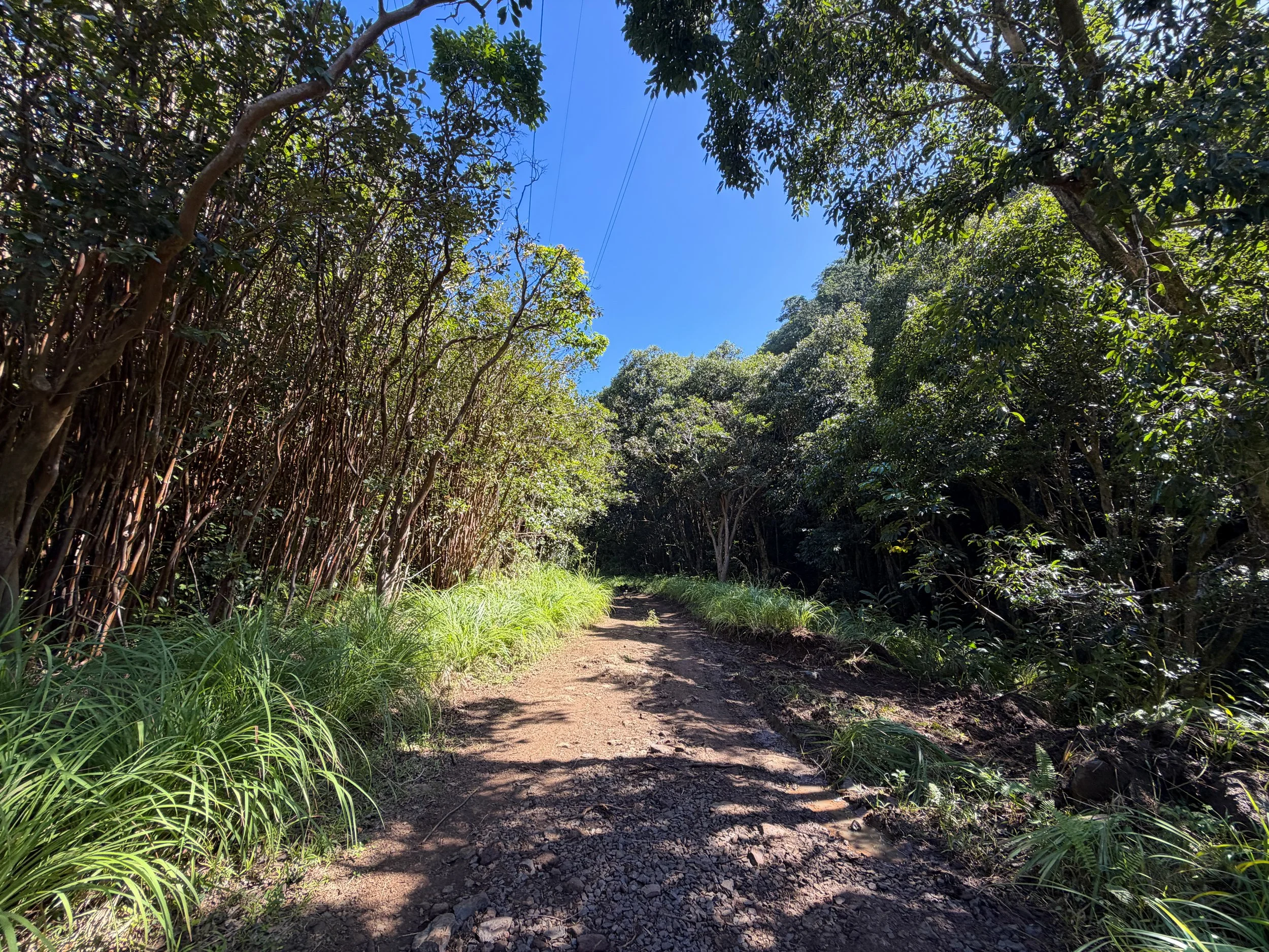 Tripler Ridge Trail via Kamananui Valley Road Oahu Hawaii