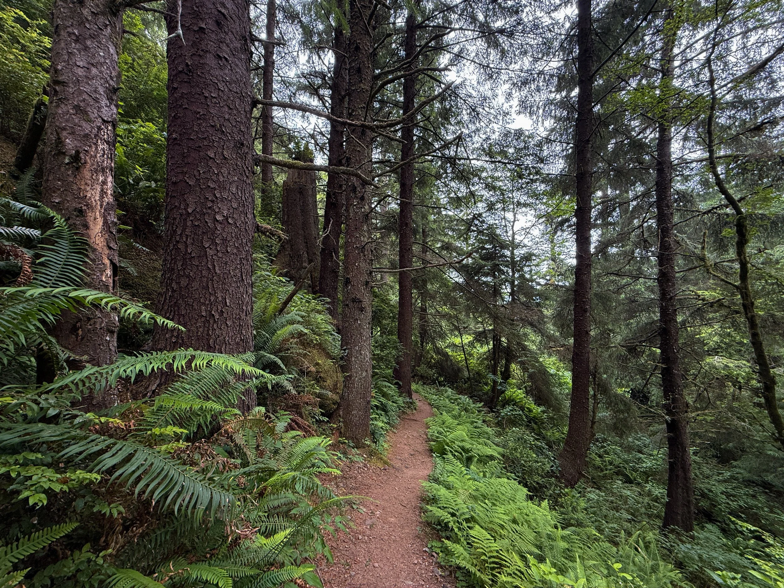 Damnation Creek Trail Del Norte Coast Redwoods State Park California