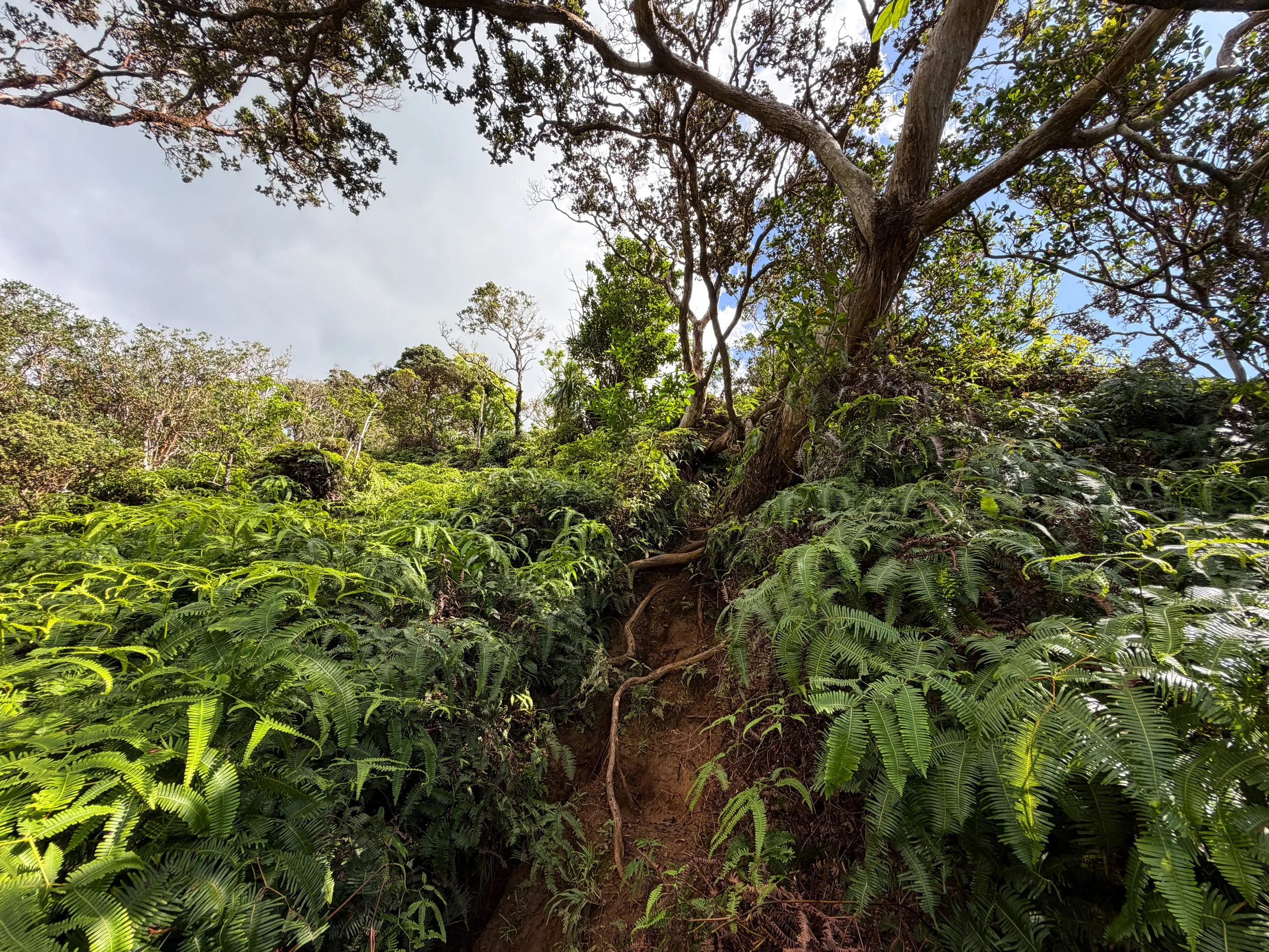Kaau Crater Loop Trail Oahu Hawaii