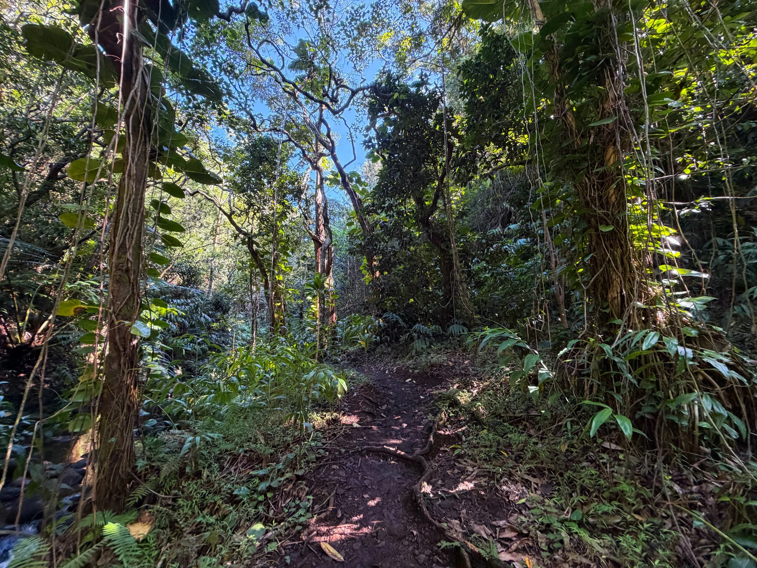 Kaau Crater Trail Oahu Hawaii