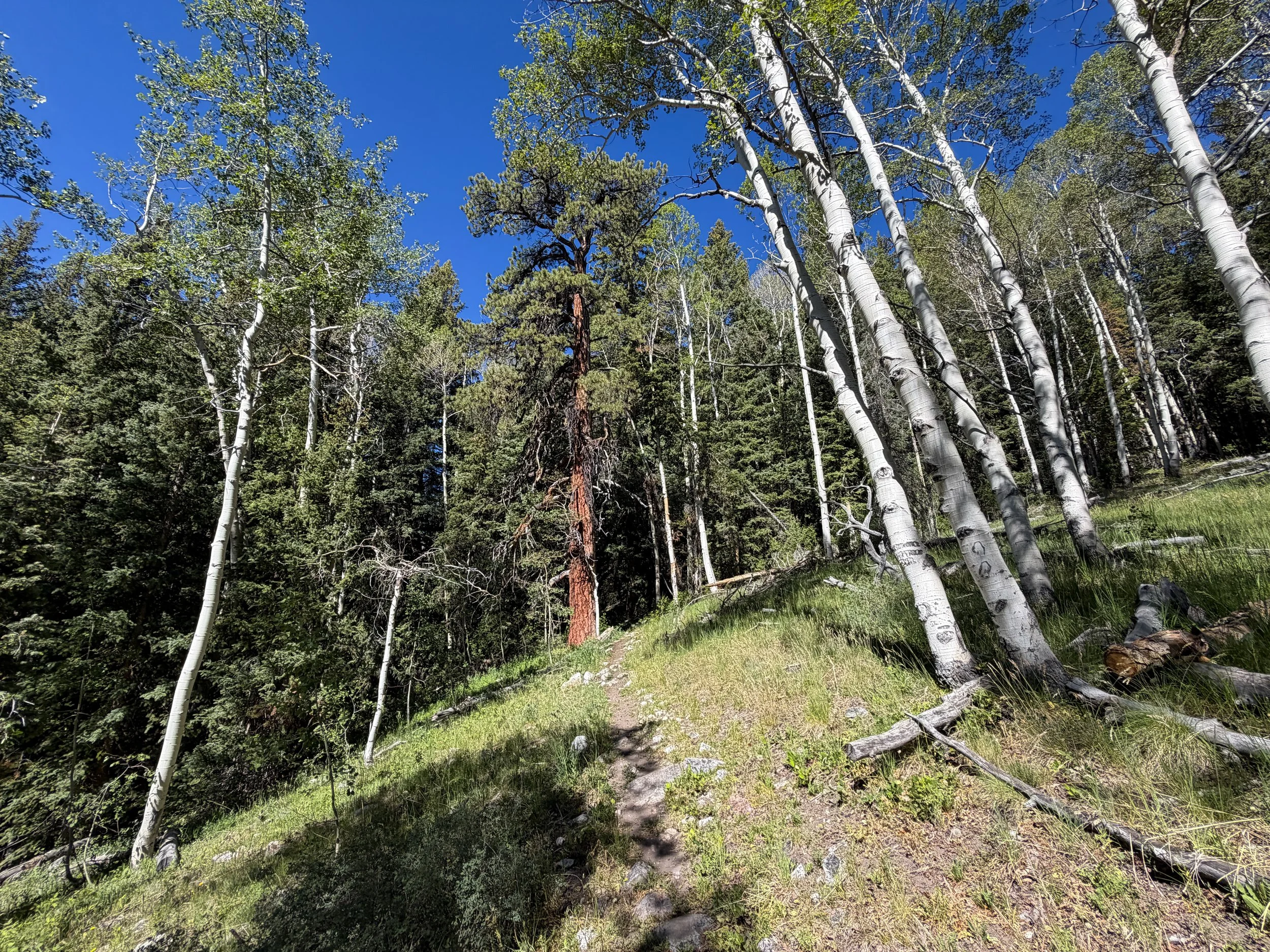 Baker Lake Hike Great Basin National Park Nevada