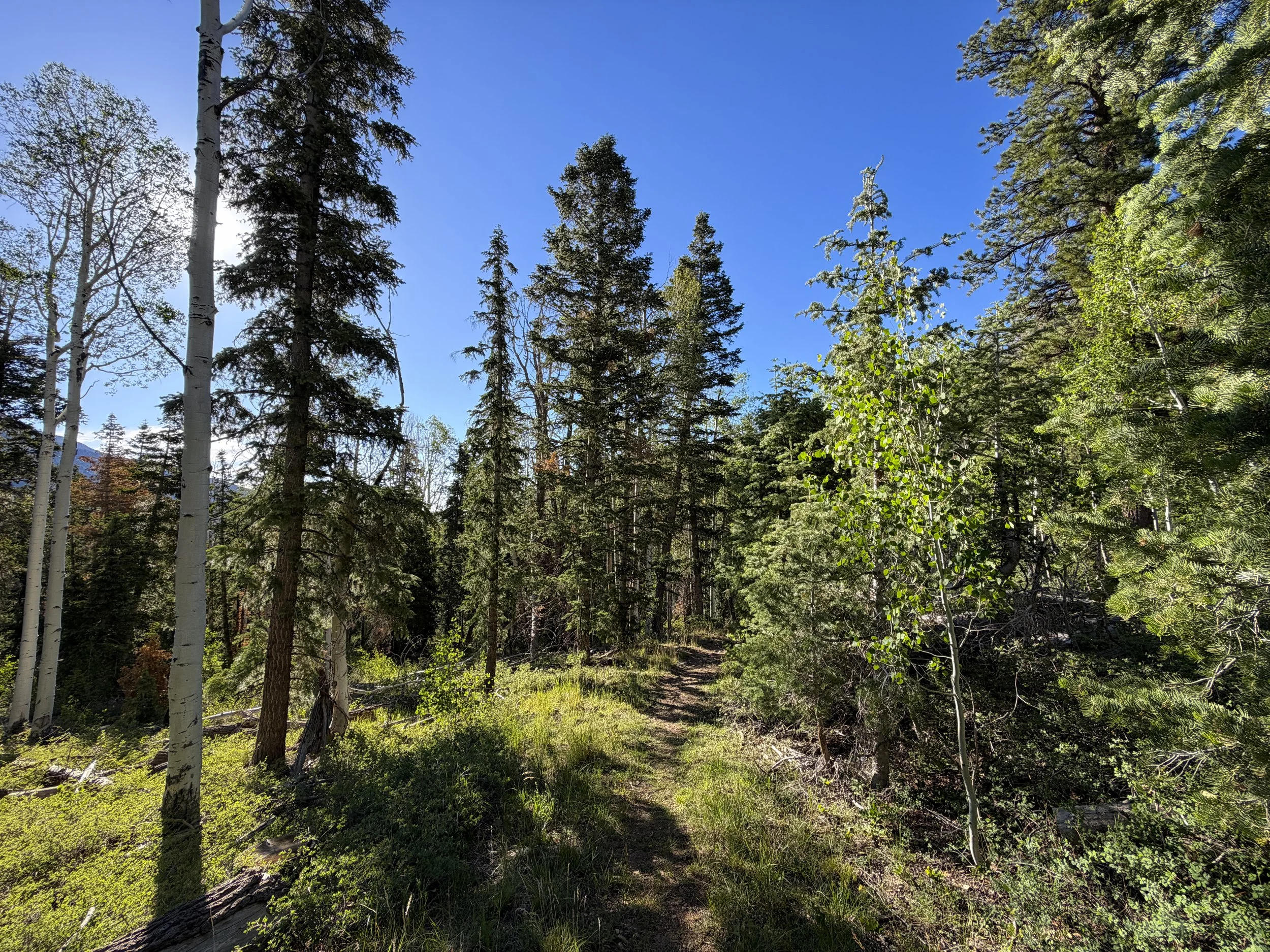 Snake Creek Overlook Loop Trail Great Basin National Park Nevada