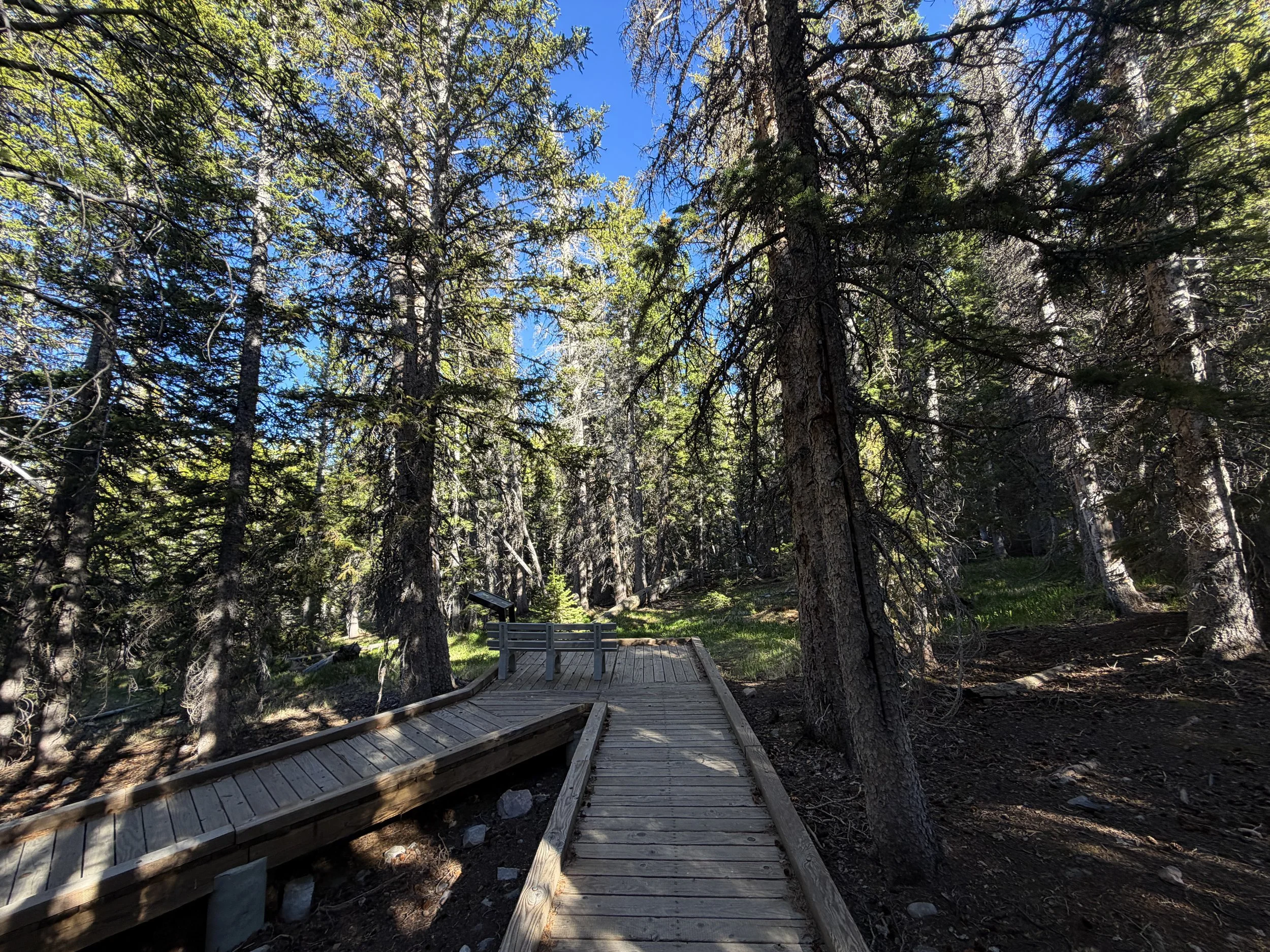 Island Forest Trail Great Basin National Park Nevada