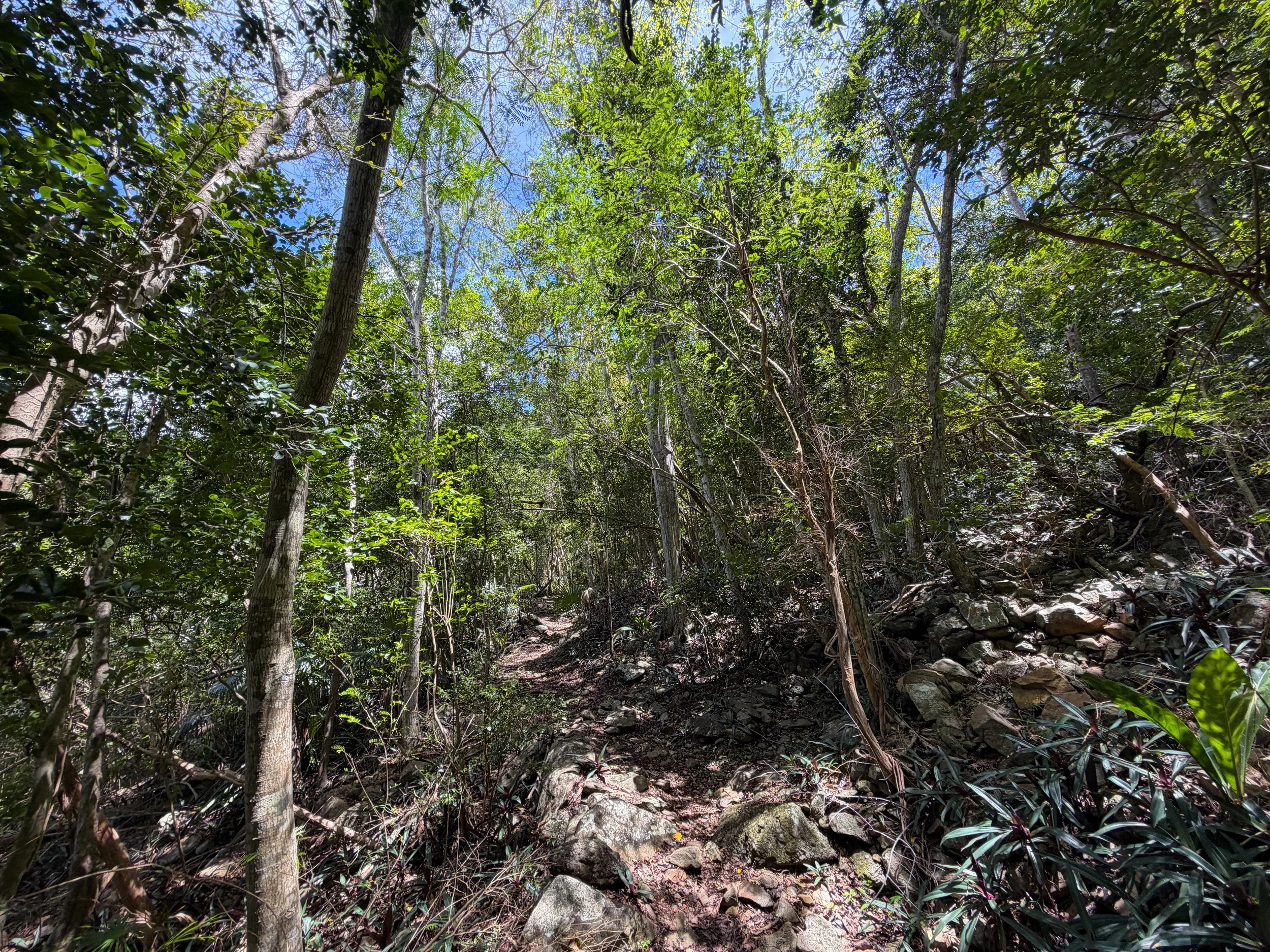 Tamarind Trail Virgin Islands National Park