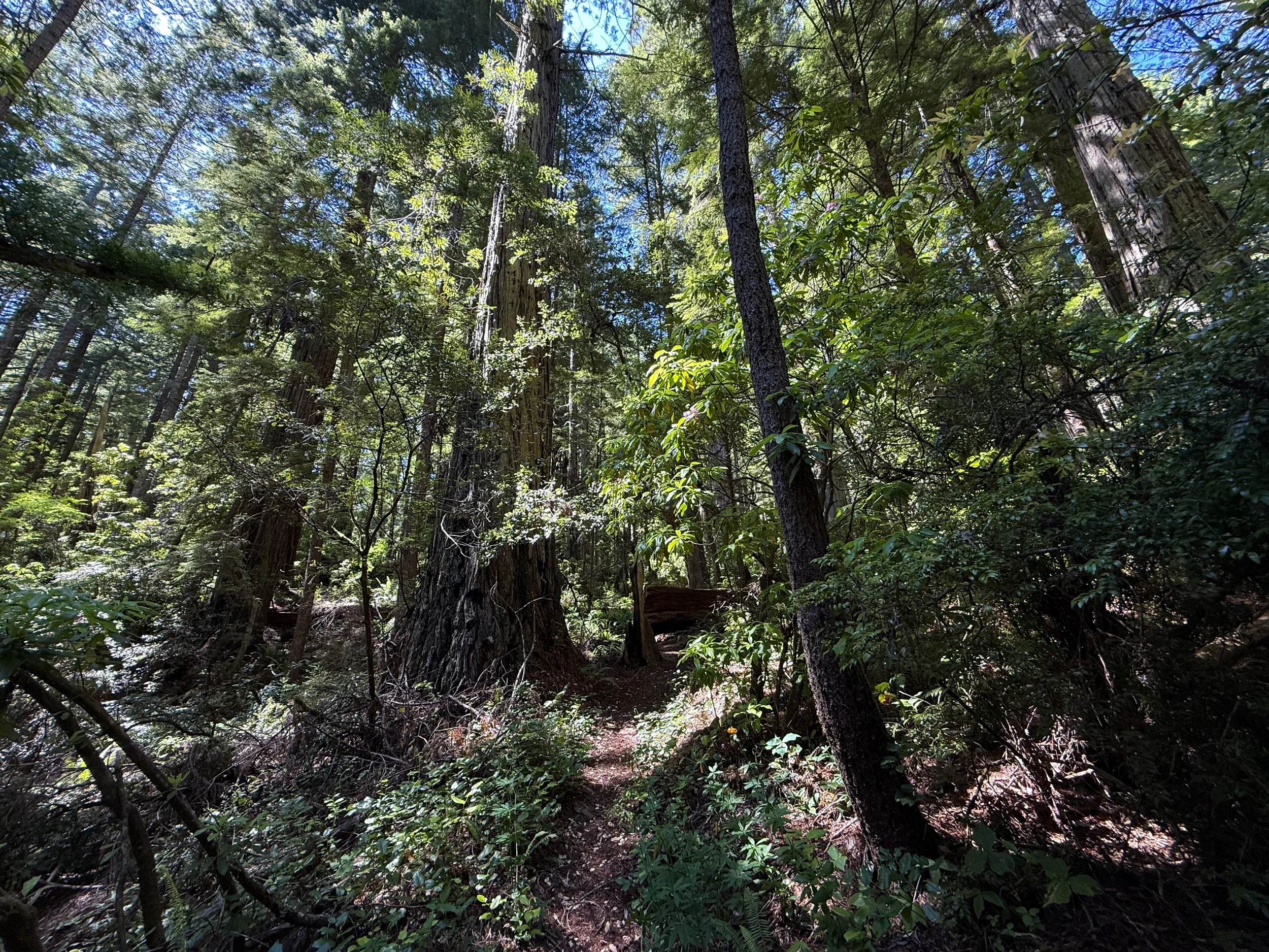 Hope Creek-Ten Taypo Loop Trail Prairie Creek Redwoods State Park California