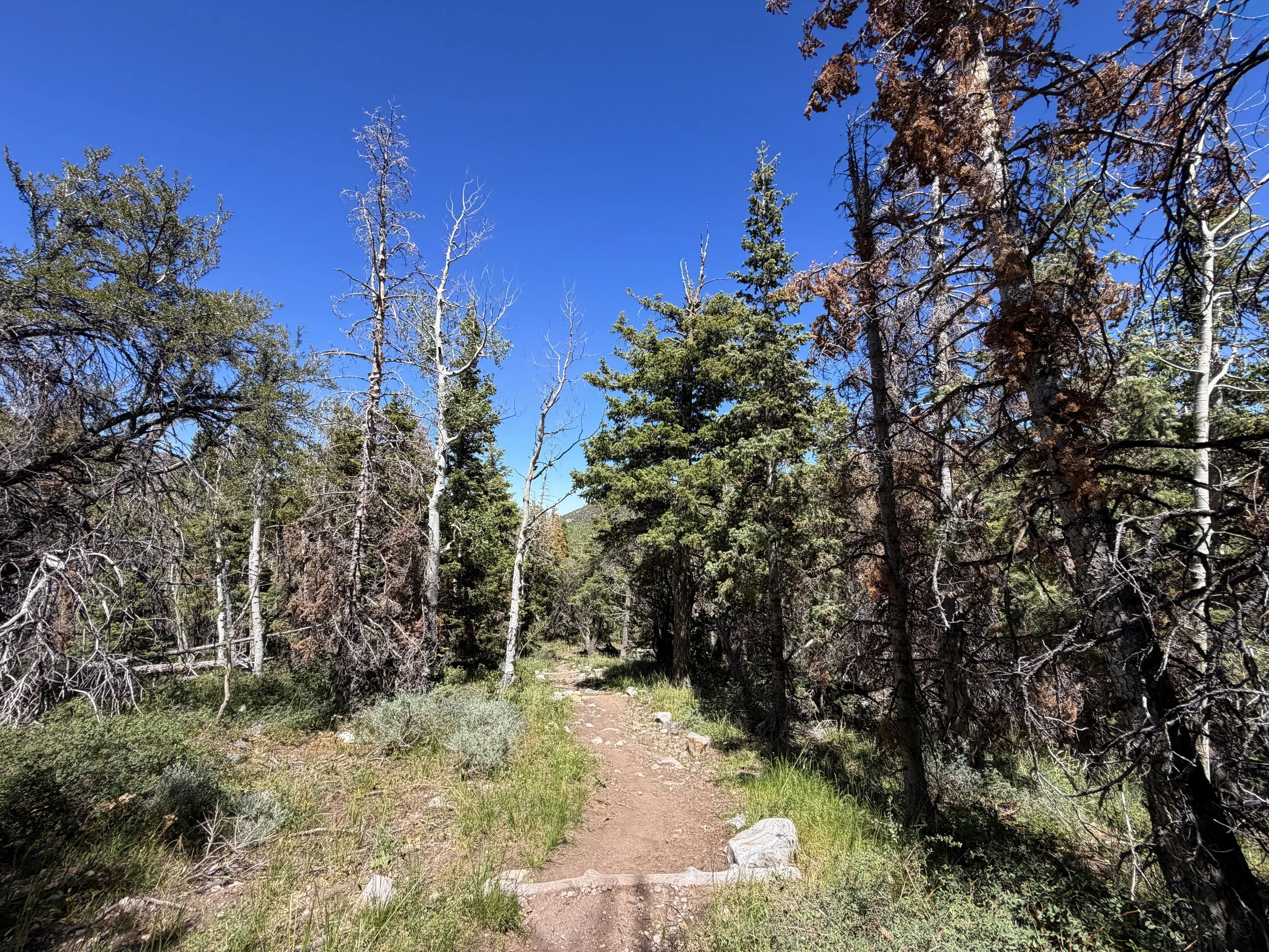 Baker Creek Loop Hike Great Basin National Park Nevada