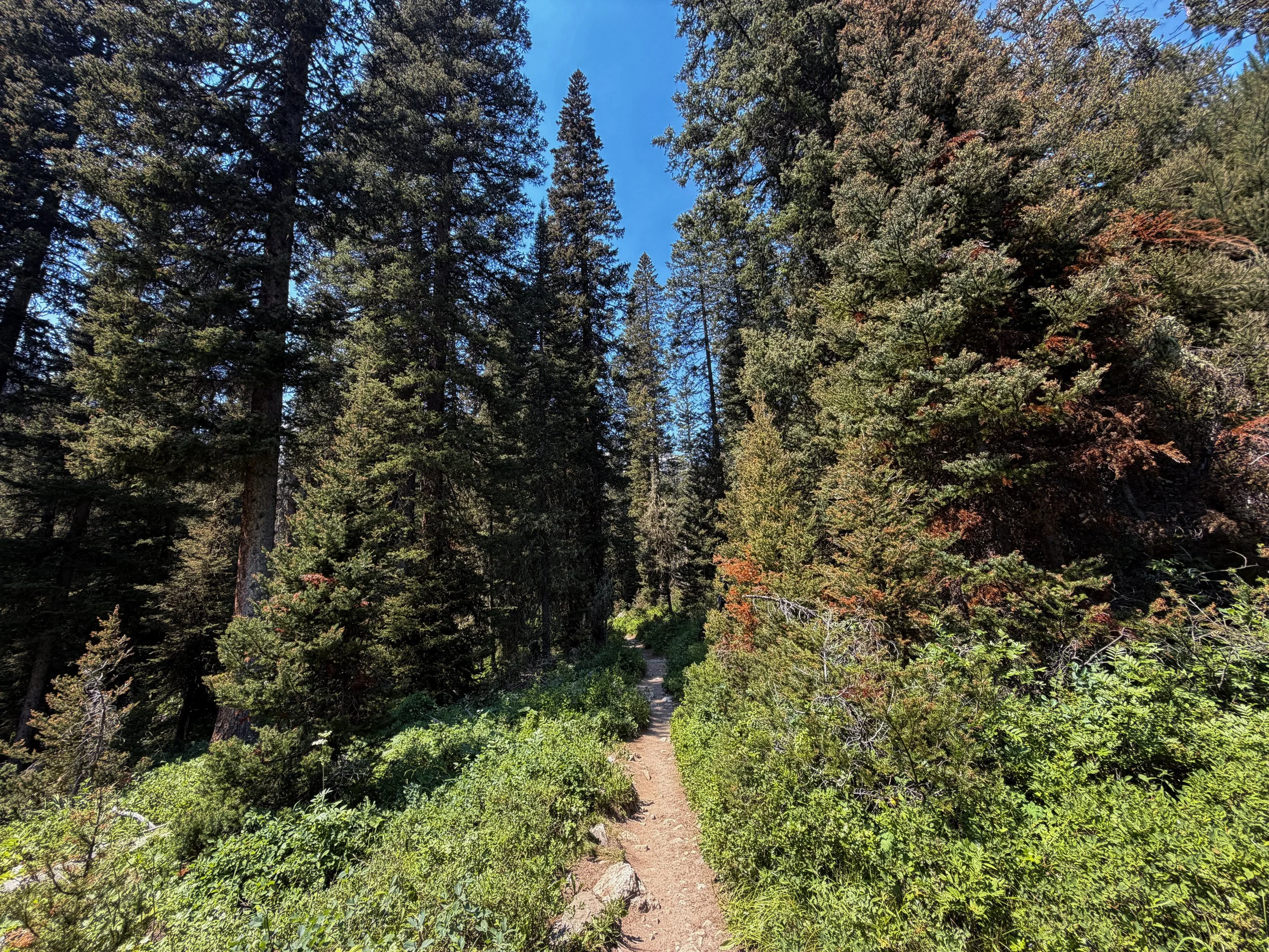 Cascade Canyon Trail Grand Teton National Park Wyoming