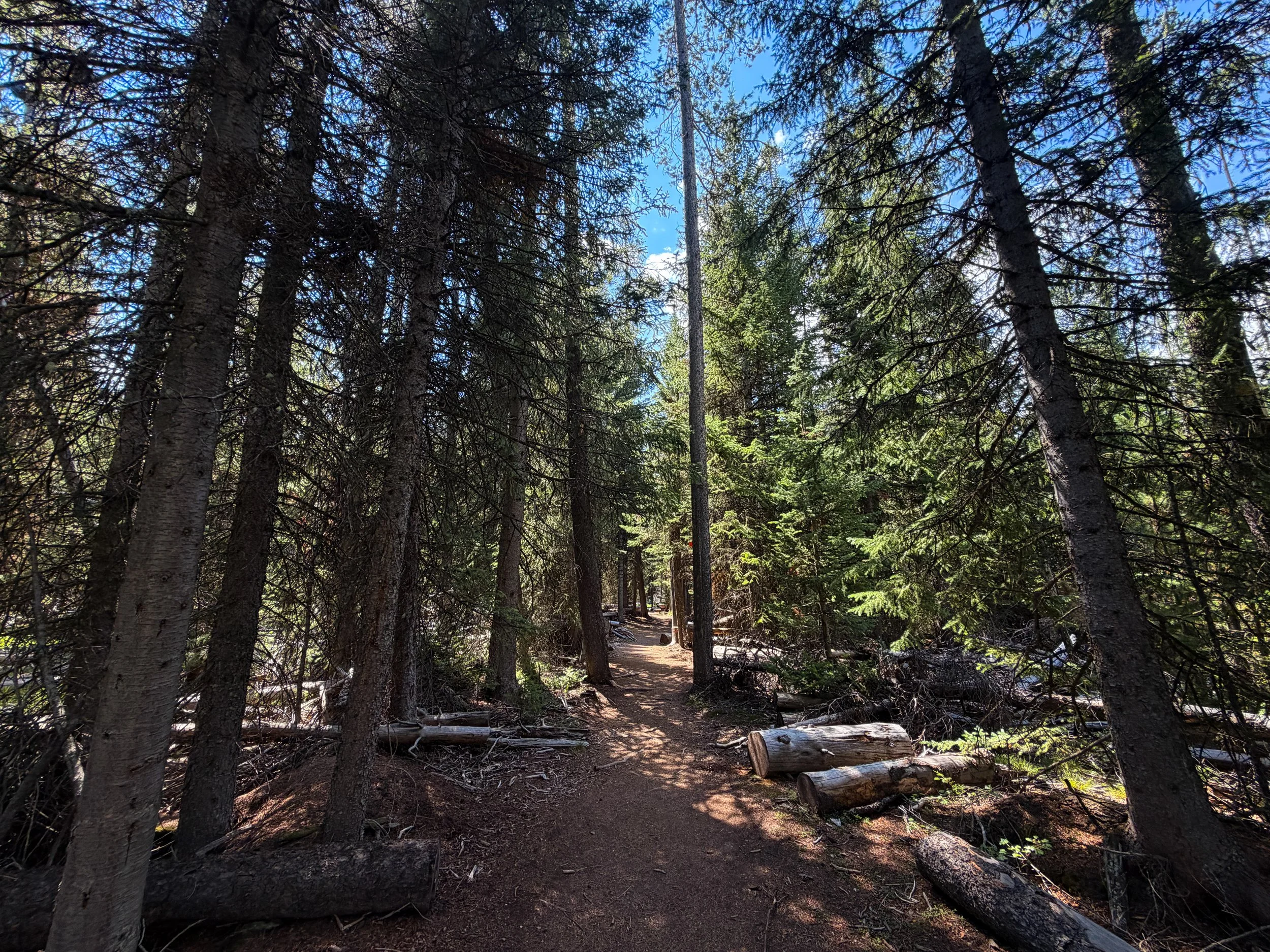 Storm Point Loop Trail Yellowstone National Park Wyoming