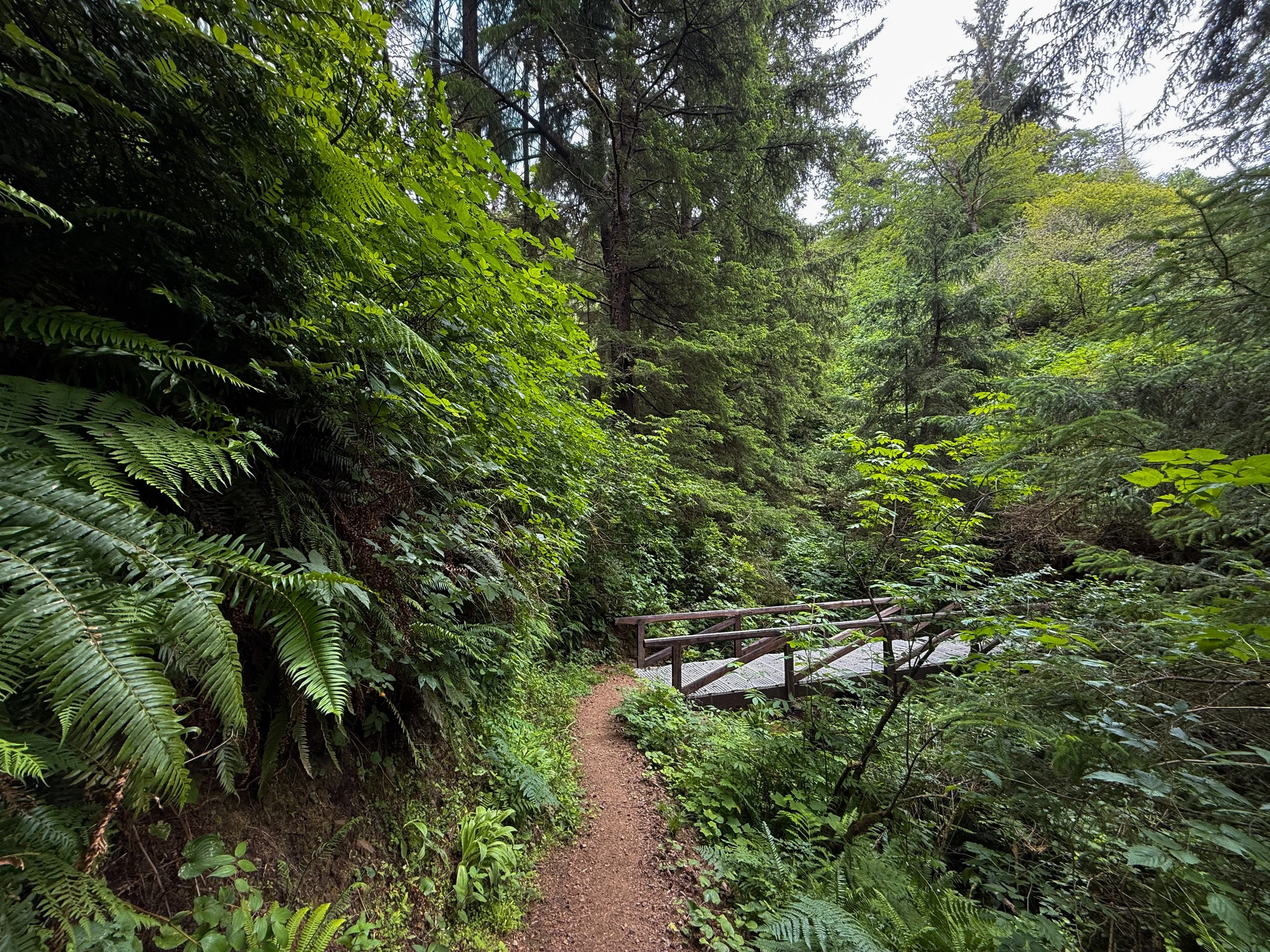 Damnation Creek Trail Bridge Del Norte Coast Redwoods State Park California