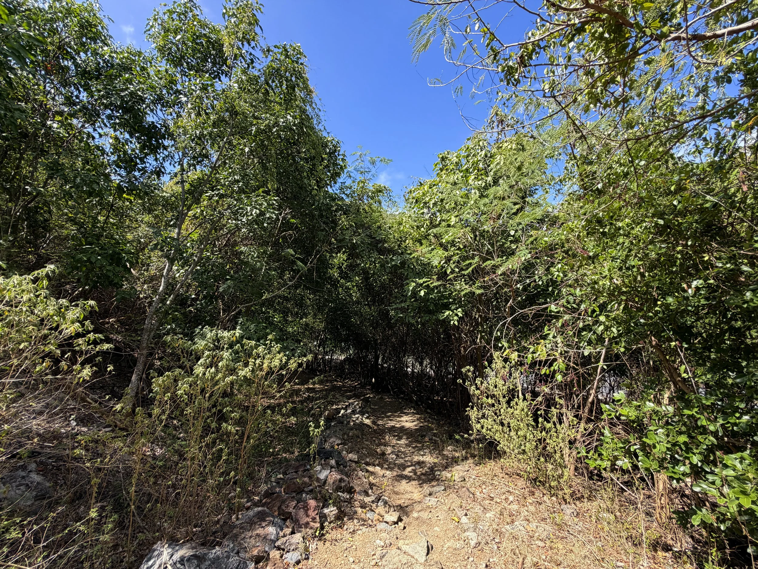 Johnny Horn Trail Virgin Islands National Park