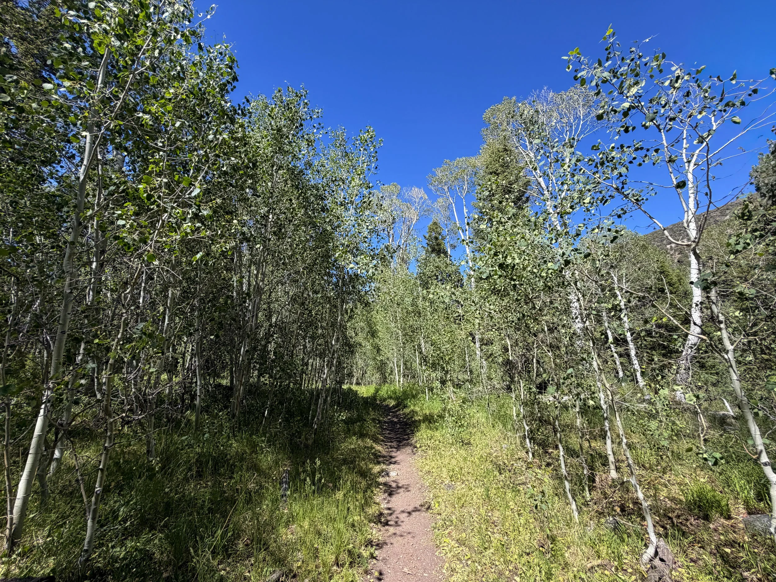 Baker Creek Loop Trail Great Basin National Park Nevada