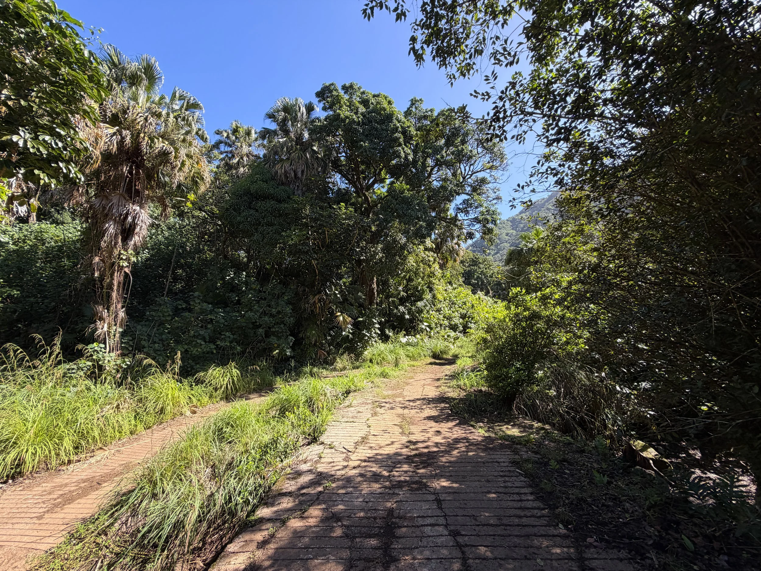Tripler Ridge Trail via Kamananui Valley Road Oahu Hawaii