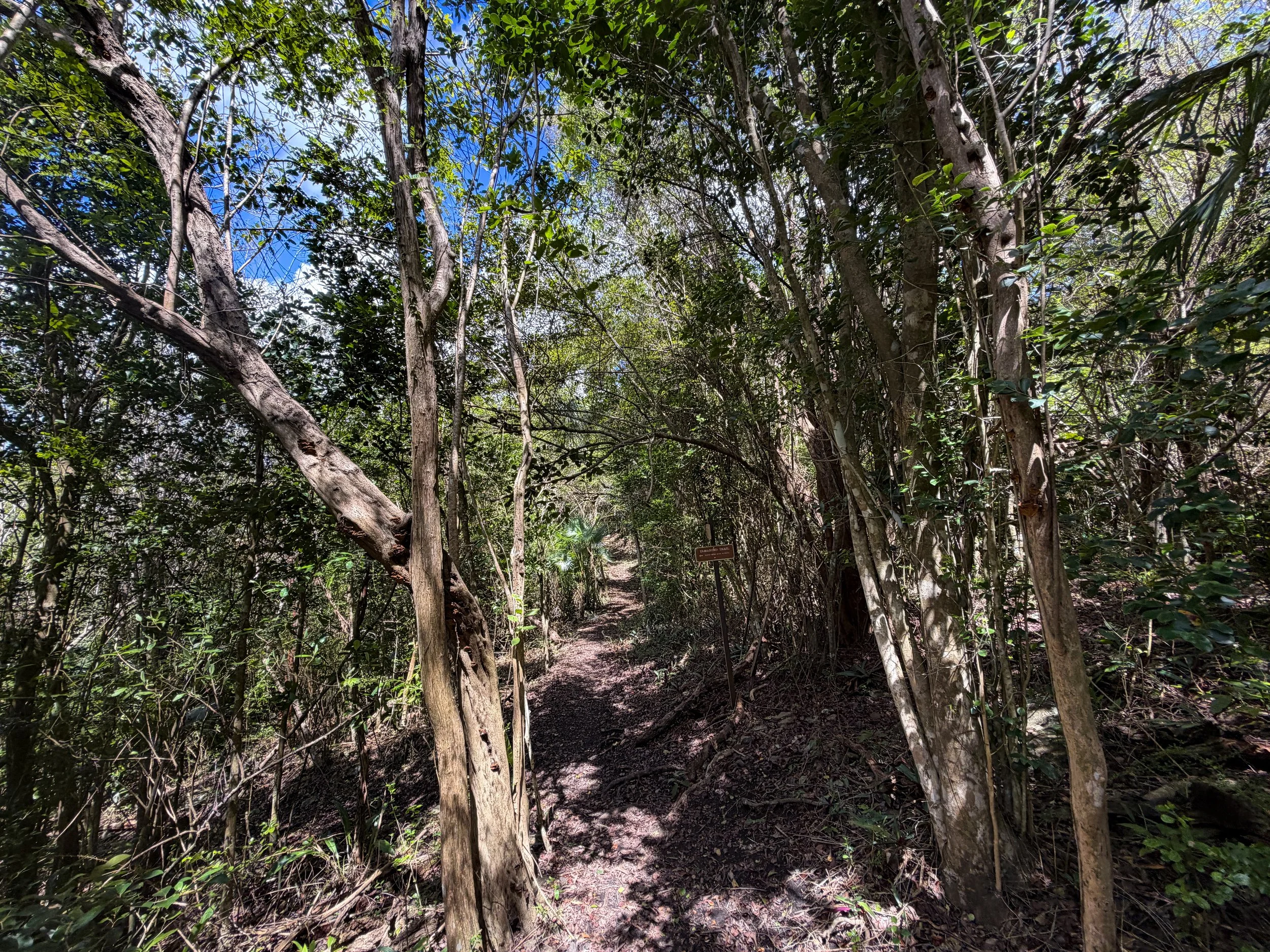 Caneel Hill Trail to Tamarind Tree Trail Virgin Islands National Park