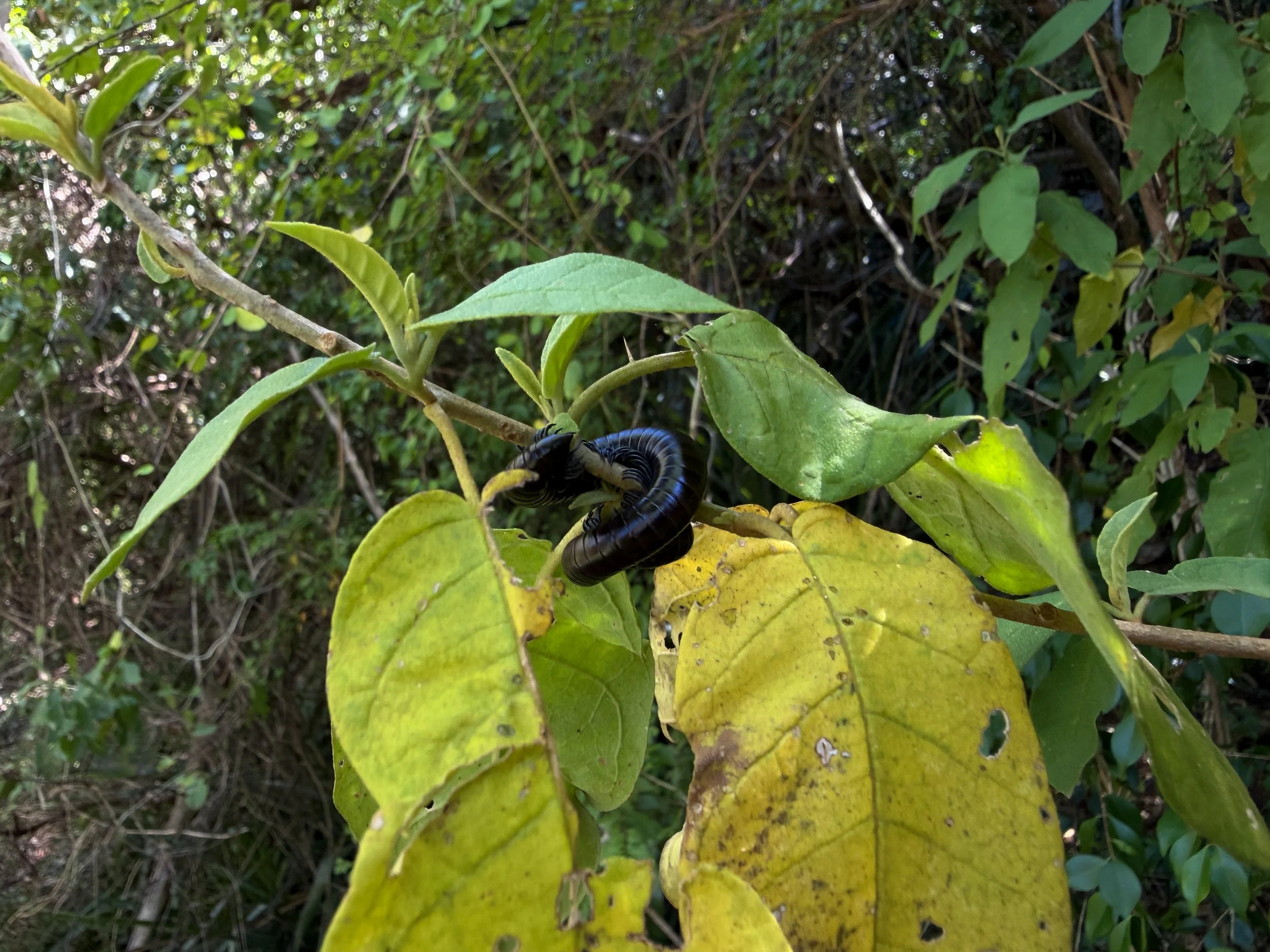 Gongolo Rhinocricus arboreus Virgin Islands National Park