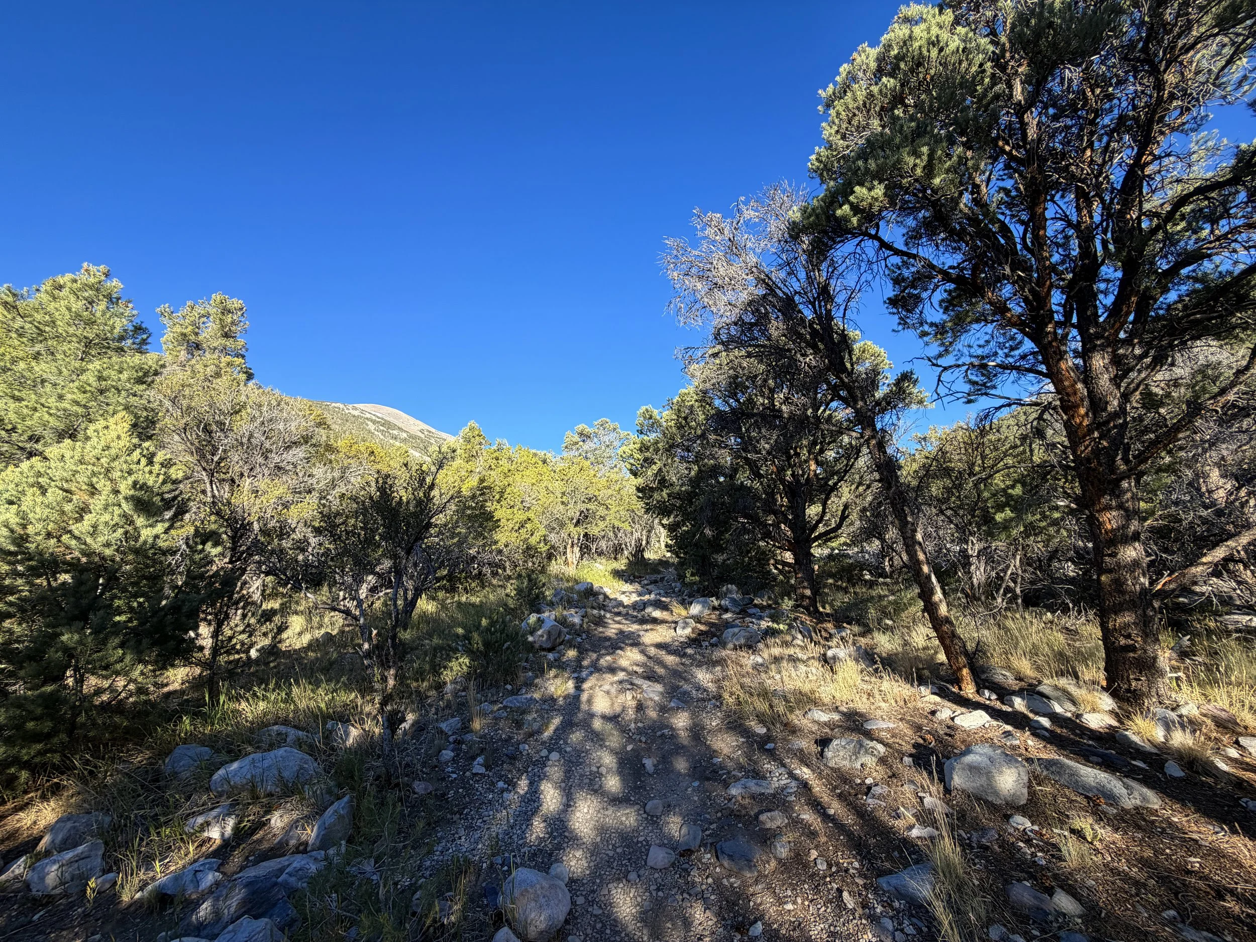 Lehman Creek Trail Great Basin National Park Nevada