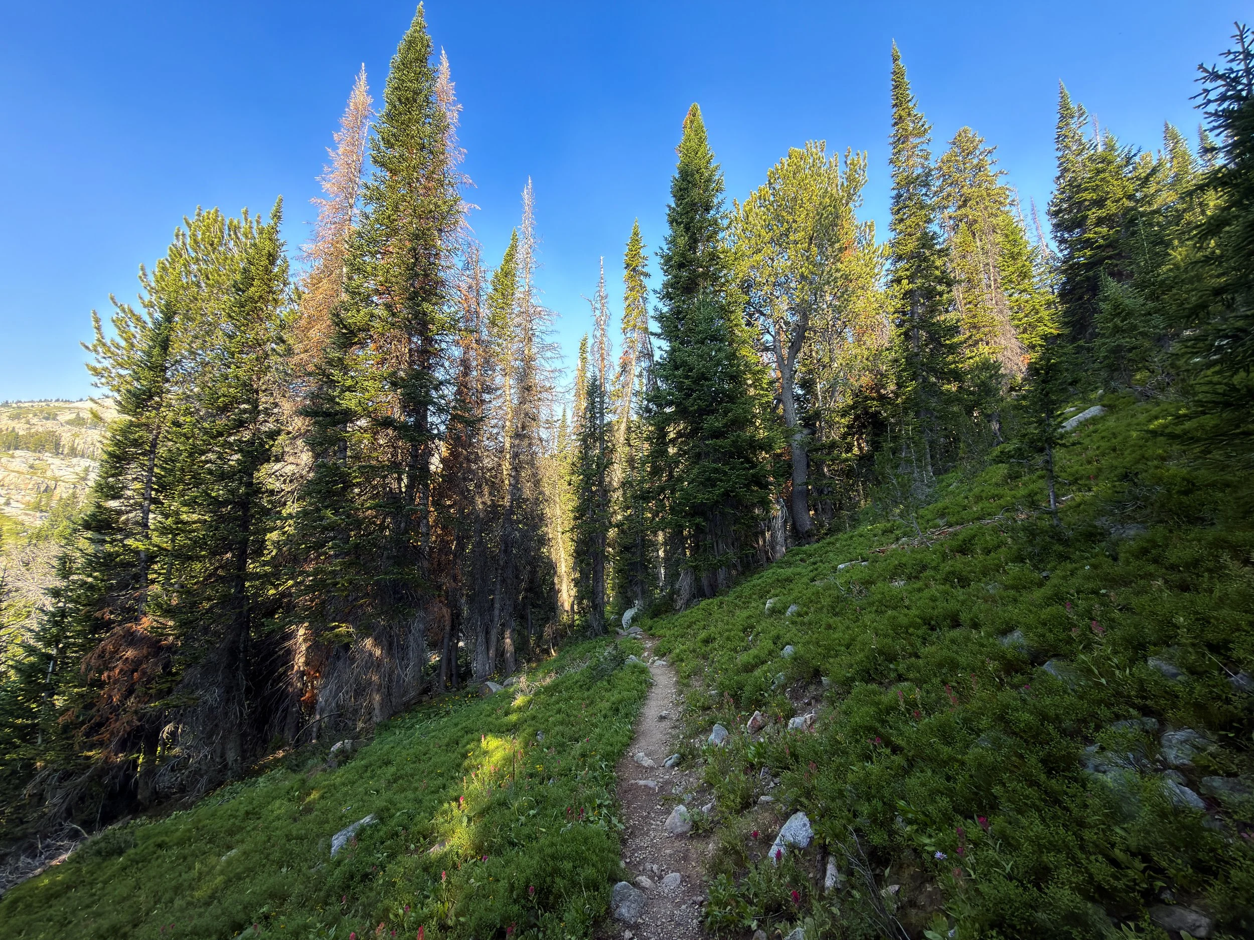 Beaten Path Trail Beartooth Mountains Montana