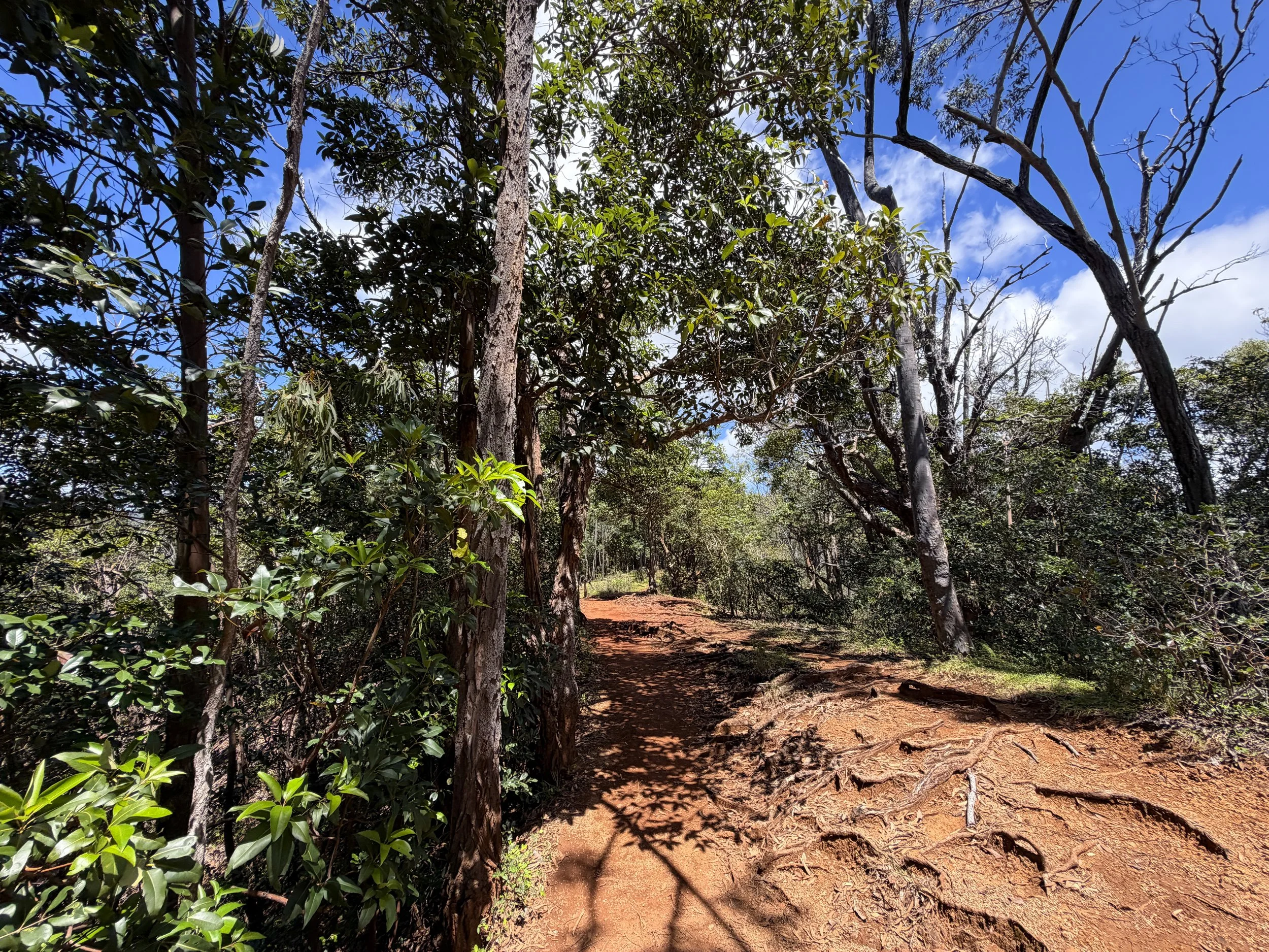 Manana Ridge Trail to Waimano Falls Oahu Hawaii