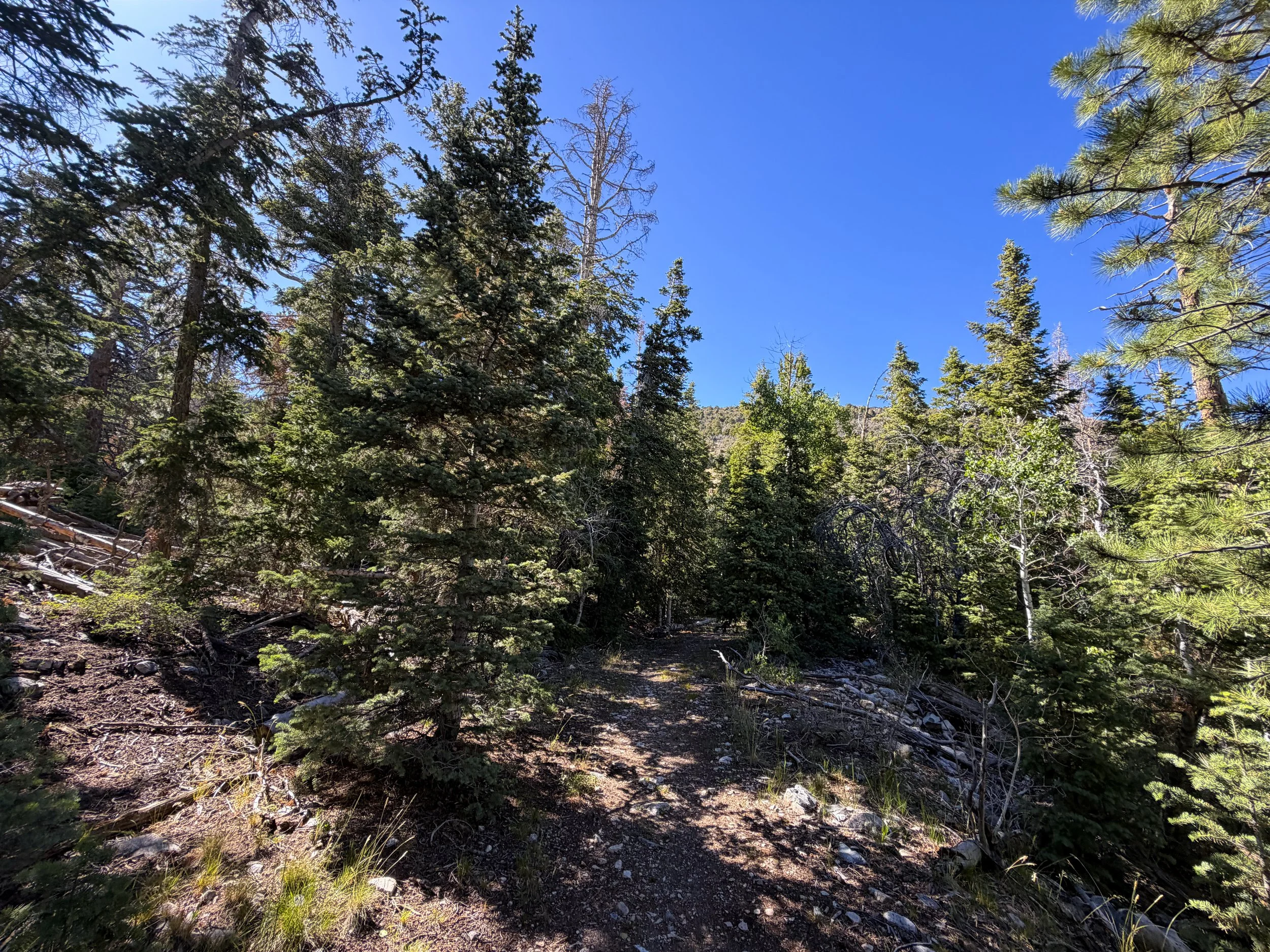 Osceola Ditch Trail Great Basin National Park Nevada