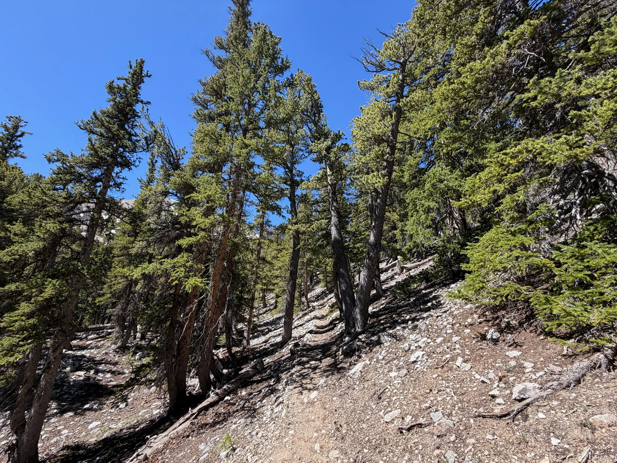 Baker Lake Trail Great Basin National Park Nevada
