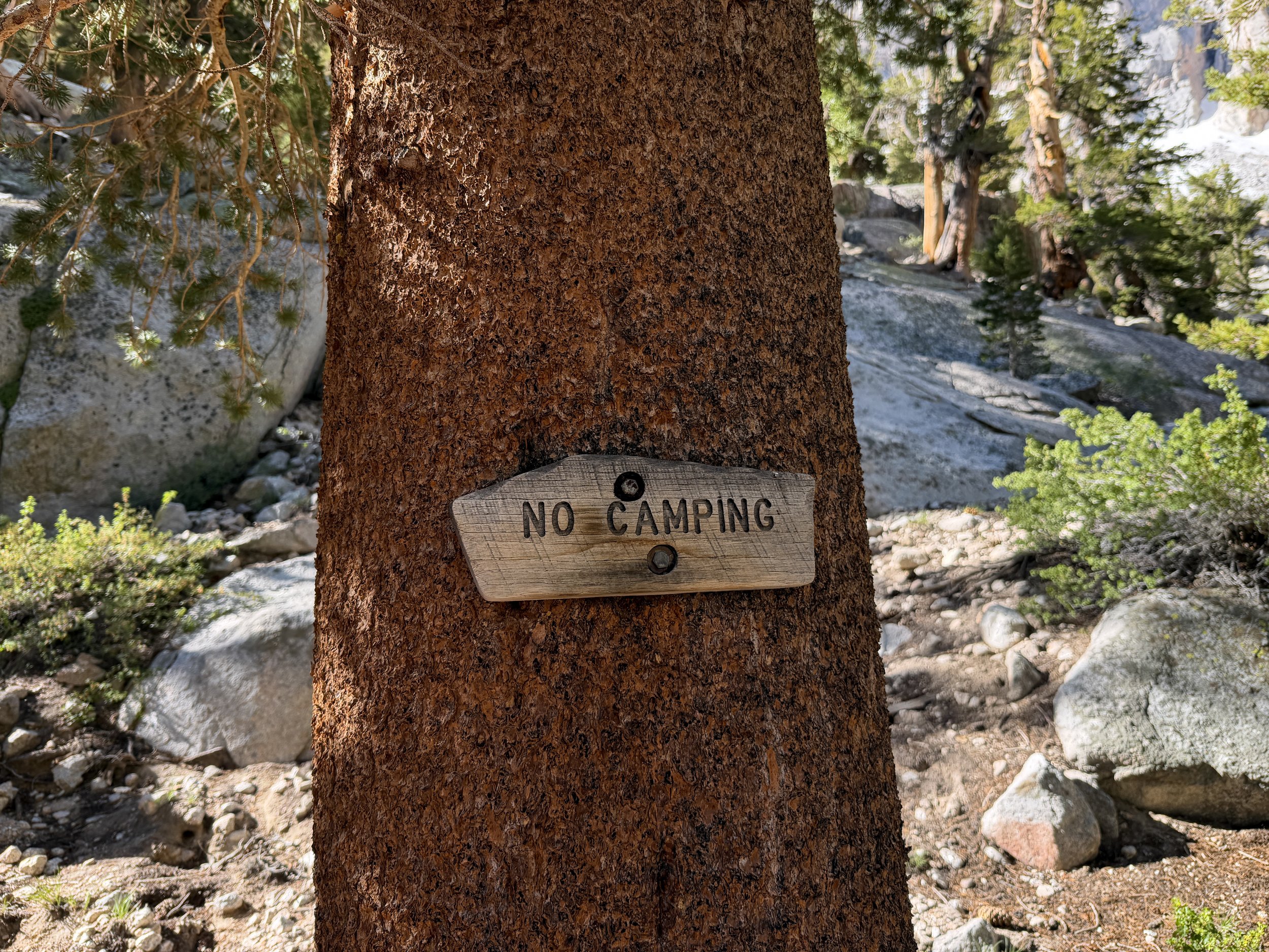 Bighorn Park Meadow Mt. Whitney Trail California