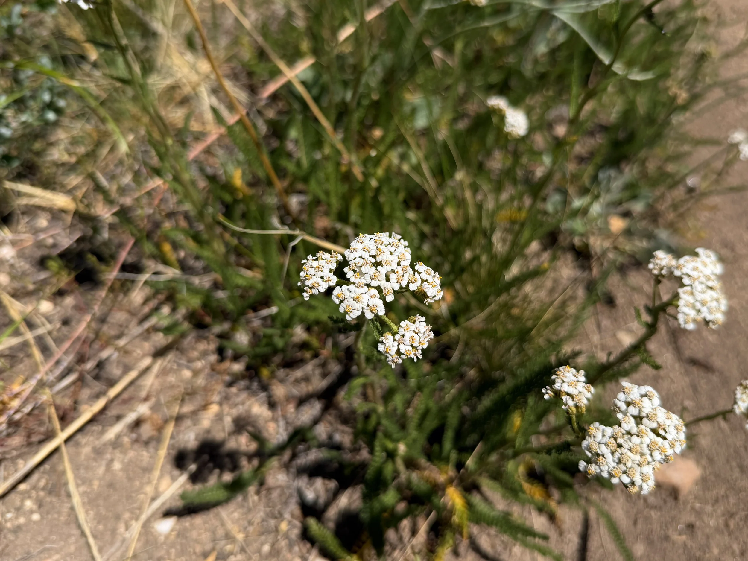 Common Yarrow Achillea millefolium