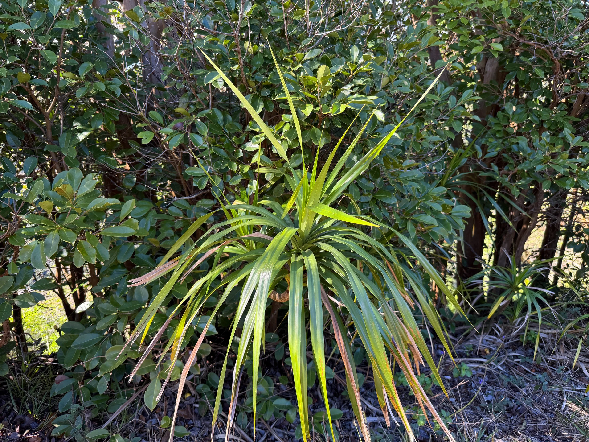 Ieie Freycinetia arborea